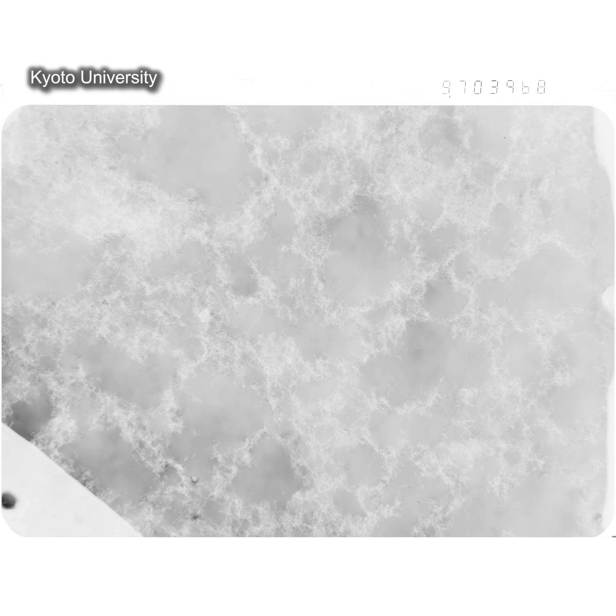 [ネガフィルム, Oシリーズ] O-3968. Ni, A20, RTNS-II　Abe, RT, WW, BF, 9.7K. (1)