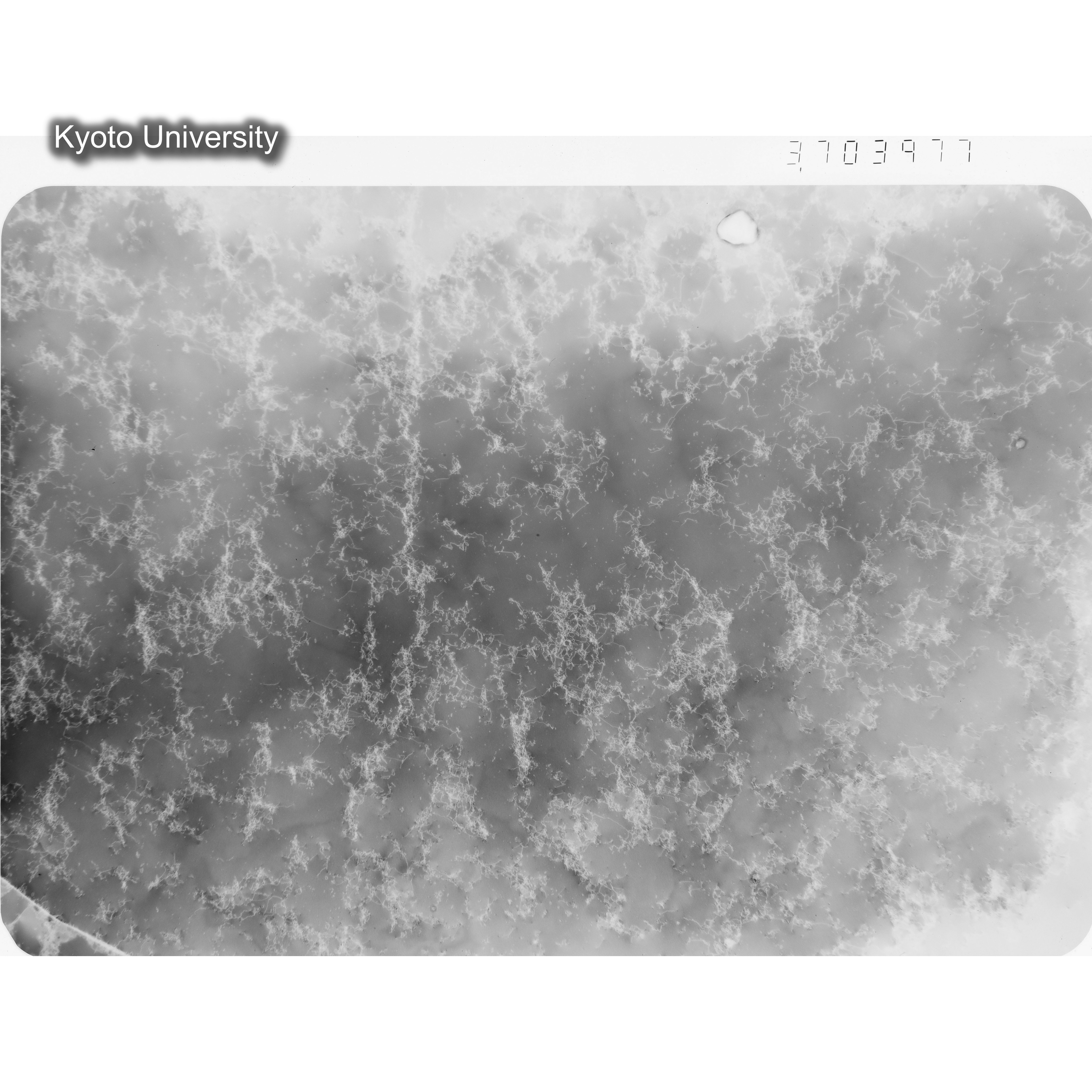 [ネガフィルム, Oシリーズ] O-3977. Ni, A16, RTNS-II　Abe, RT, W, BF, 3.7K. (1)