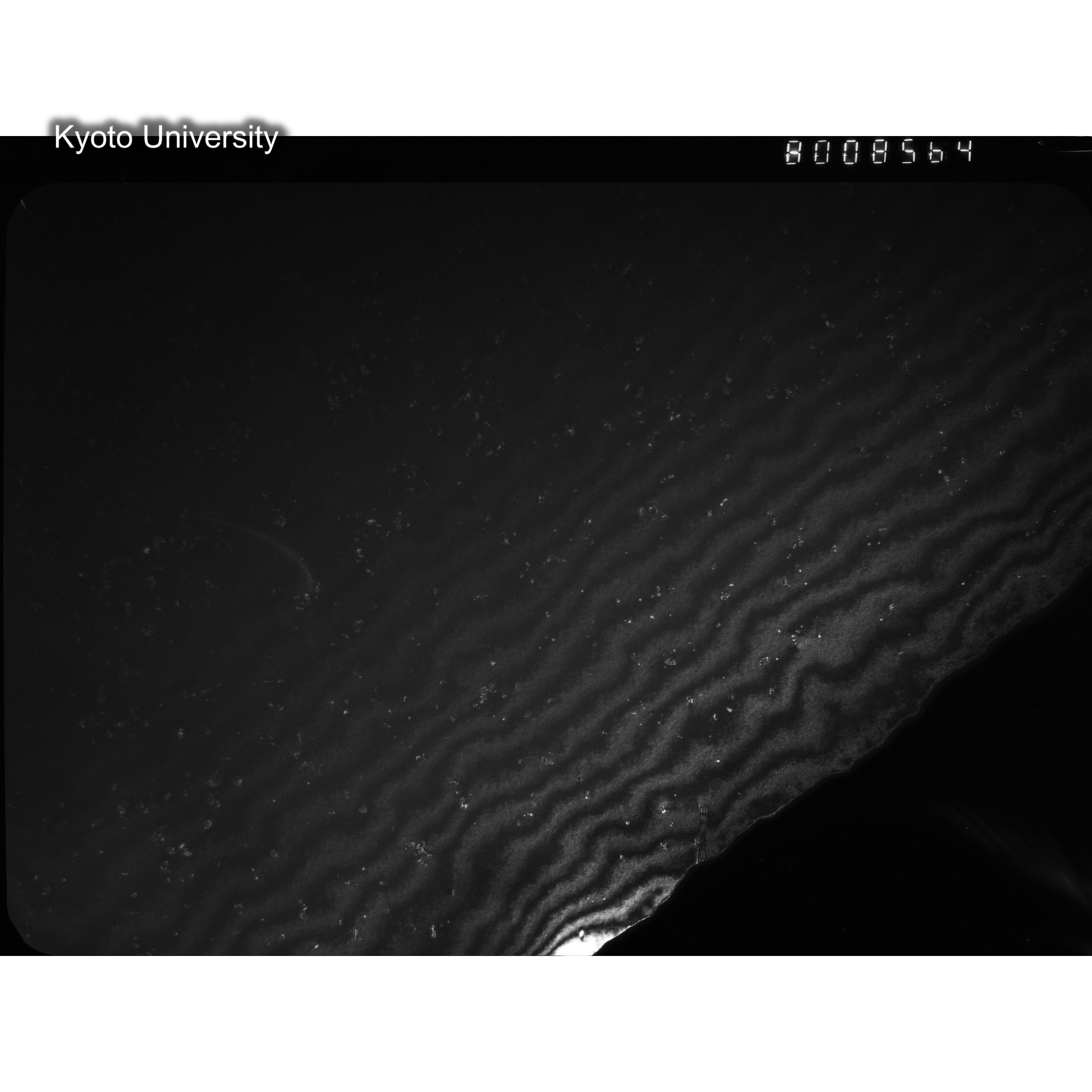 [ネガフィルム, Oシリーズ] O-8564. Au, J784松井, RTNS-II, 77K->RT, S, DF. (2)