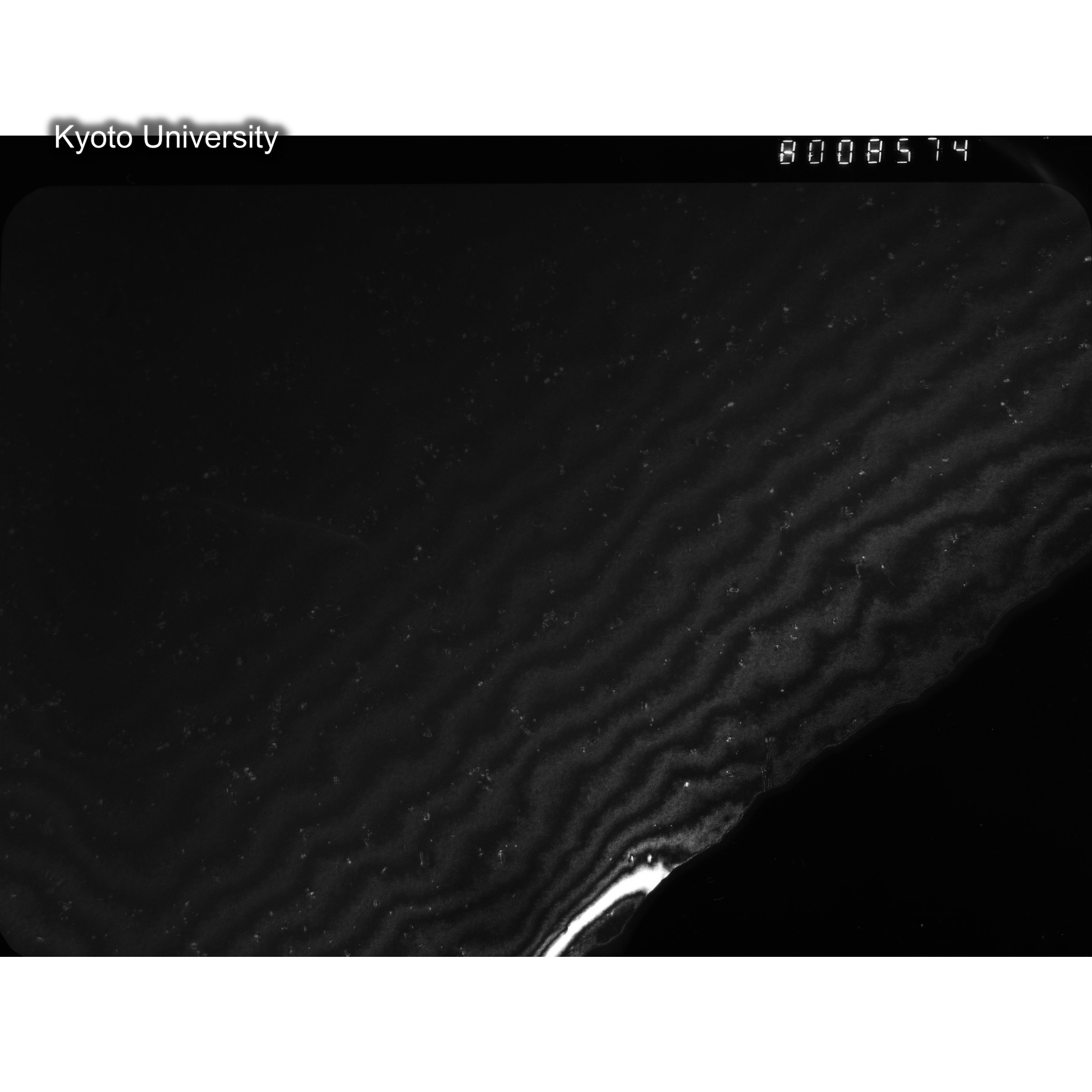 [ネガフィルム, Oシリーズ] O-8574. Au, J784松井, RTNS-II, S, DF. (2)