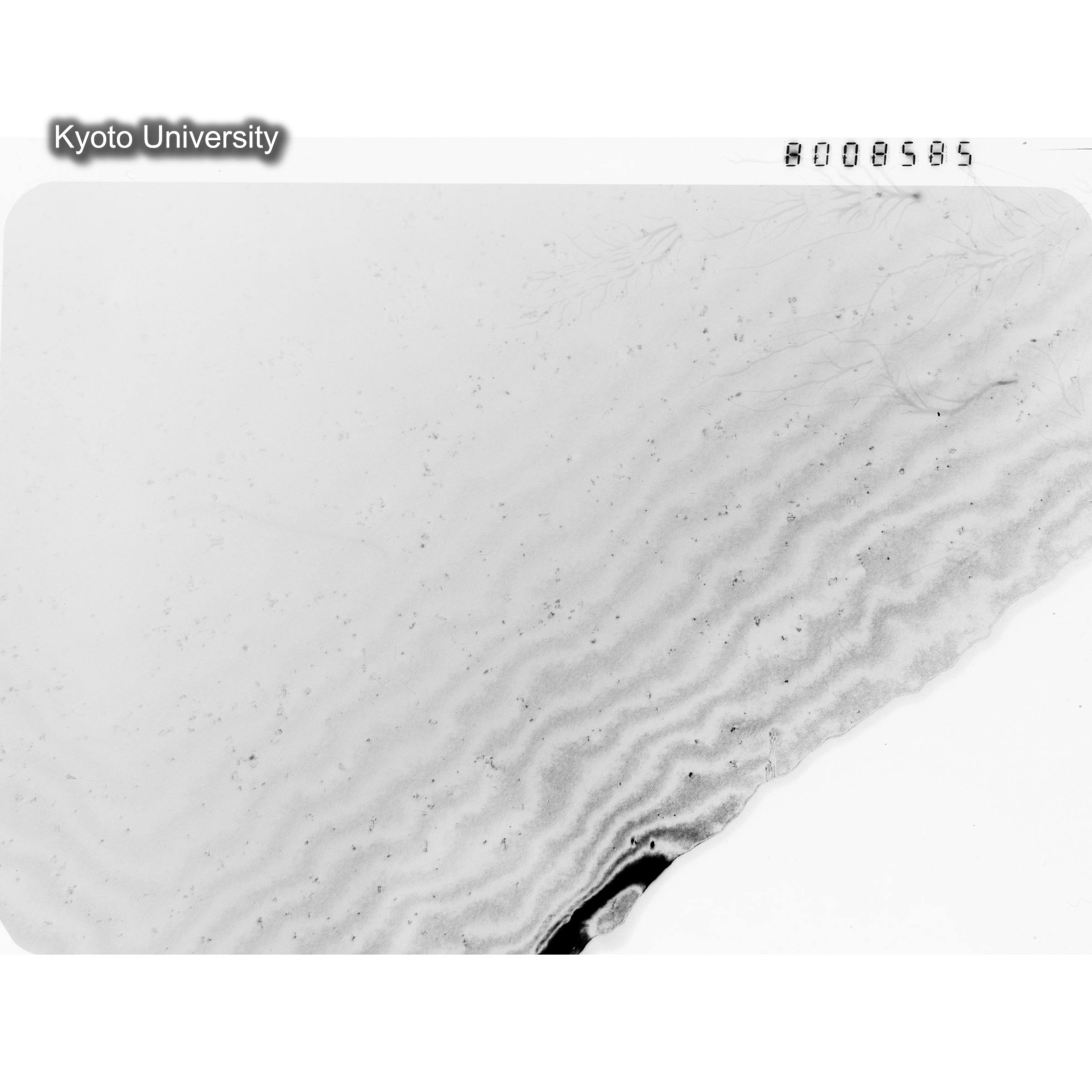 [ネガフィルム, Oシリーズ] O-8585. Au, J784松井, RTNS-II, S, DF. (1)