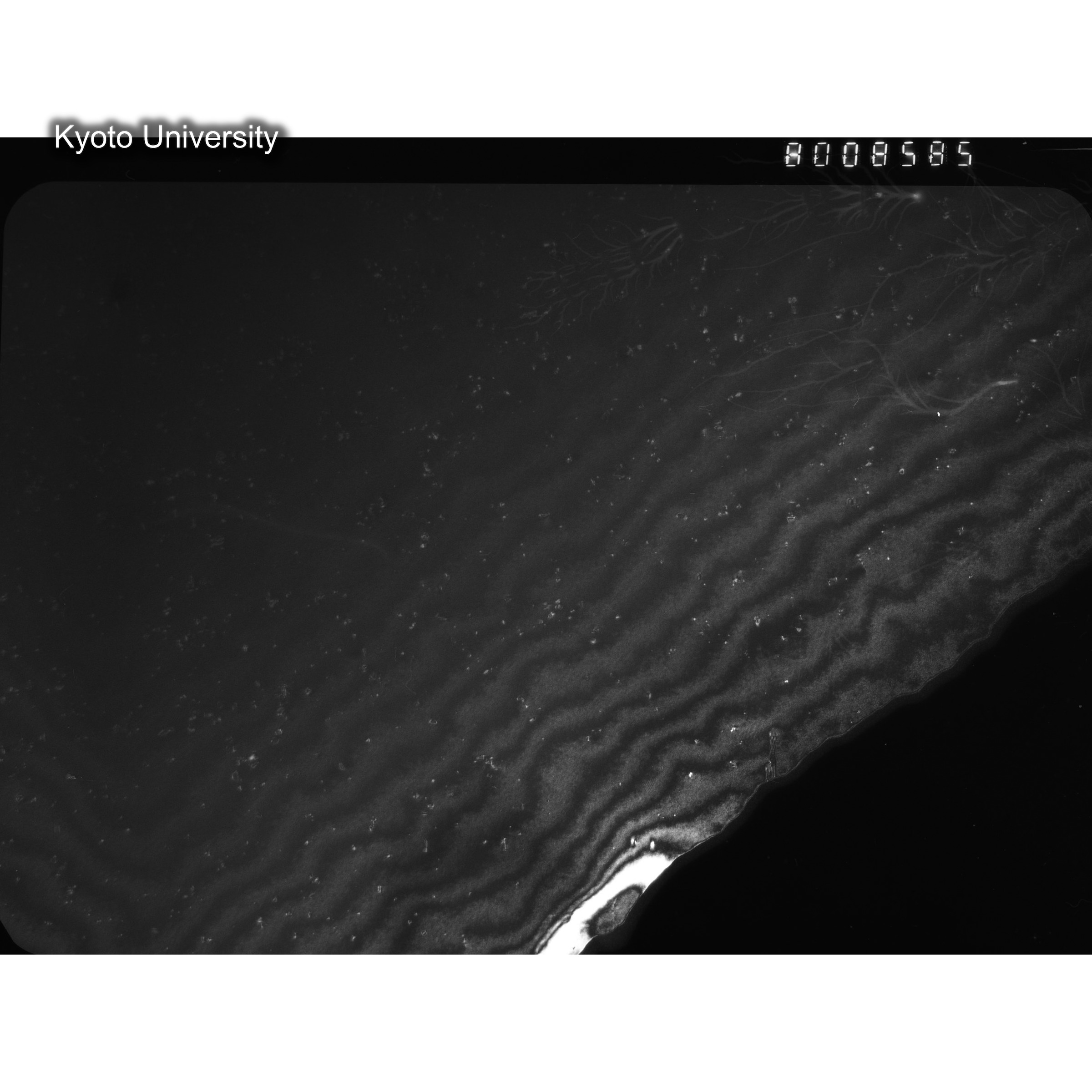 [ネガフィルム, Oシリーズ] O-8585. Au, J784松井, RTNS-II, S, DF. (2)