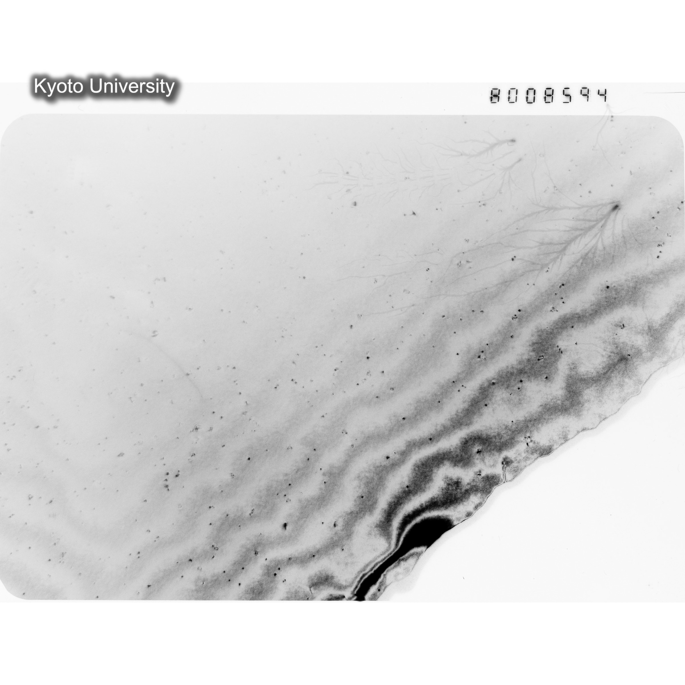 [ネガフィルム, Oシリーズ] O-8594. Au, J784松井, RTNS-II, S, DF. (1)