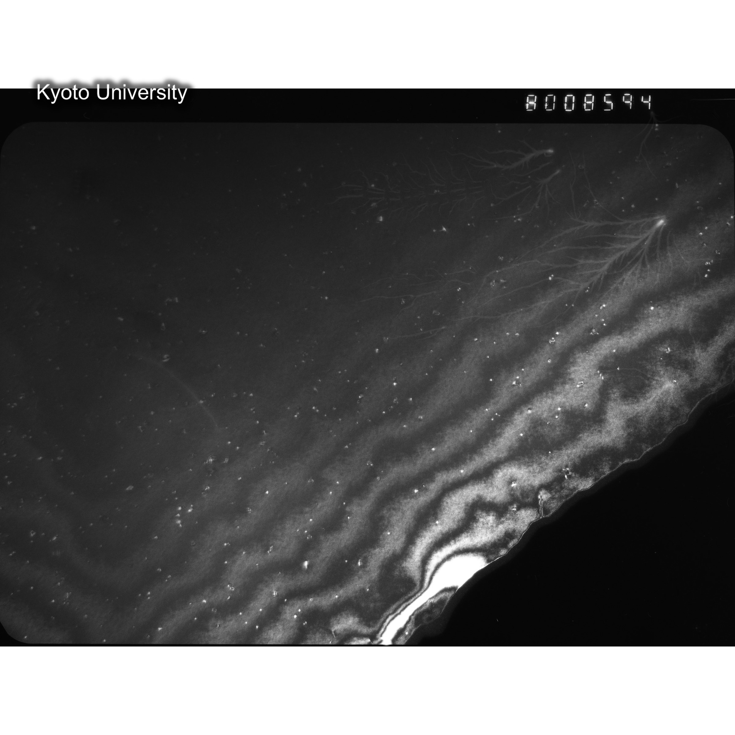 [ネガフィルム, Oシリーズ] O-8594. Au, J784松井, RTNS-II, S, DF. (2)