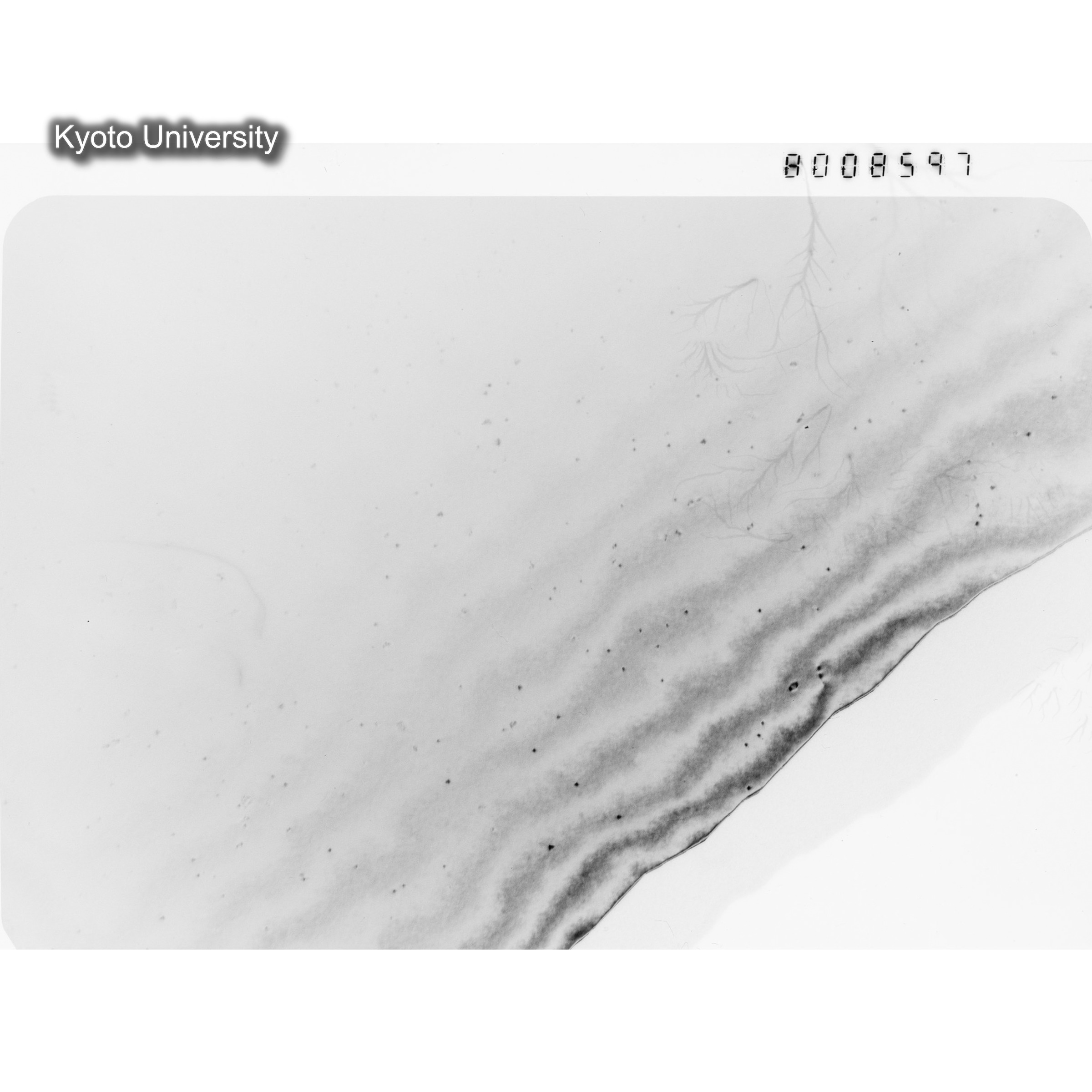 [ネガフィルム, Oシリーズ] O-8597. Au, J784松井, RTNS-II, S, DF. (1)