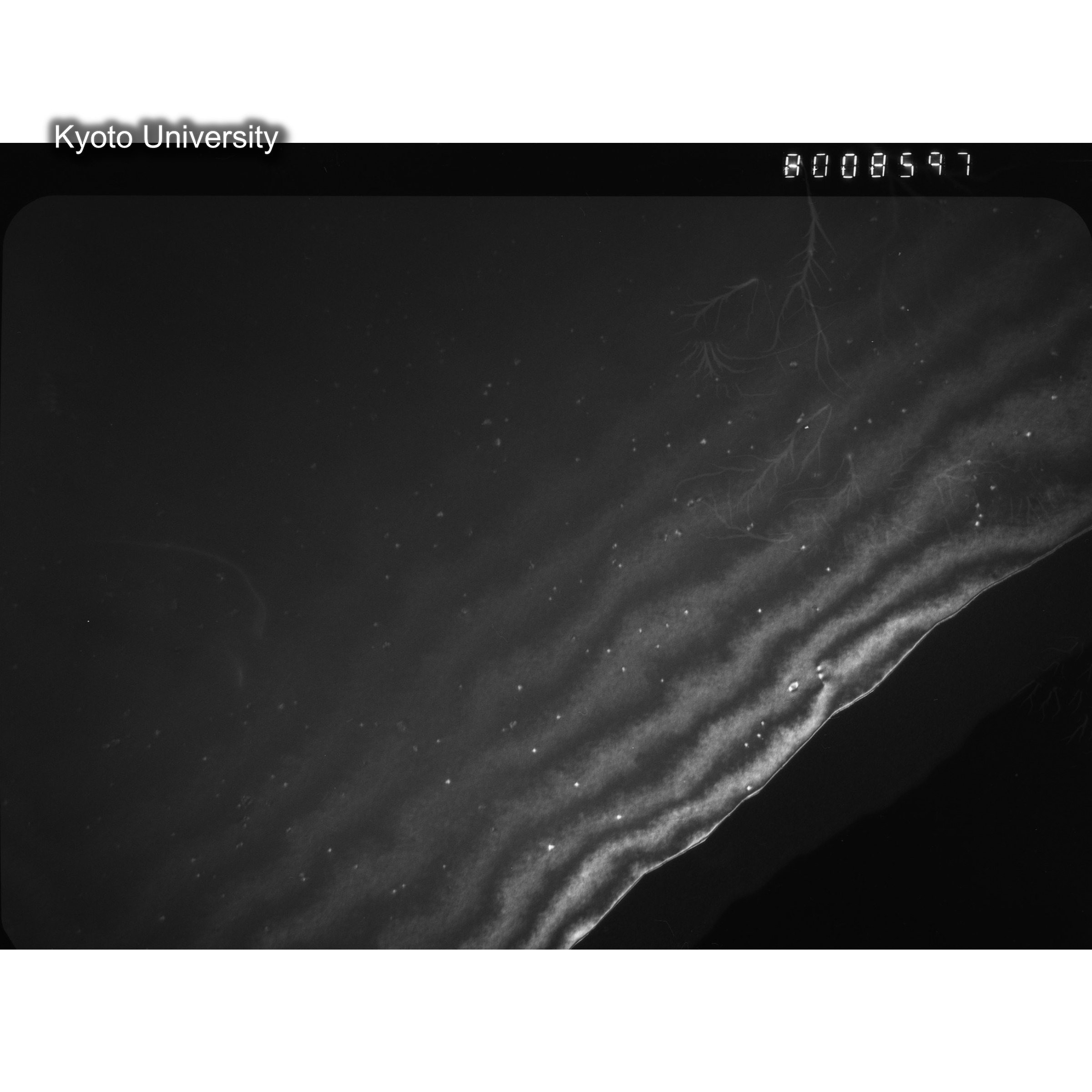 [ネガフィルム, Oシリーズ] O-8597. Au, J784松井, RTNS-II, S, DF. (2)