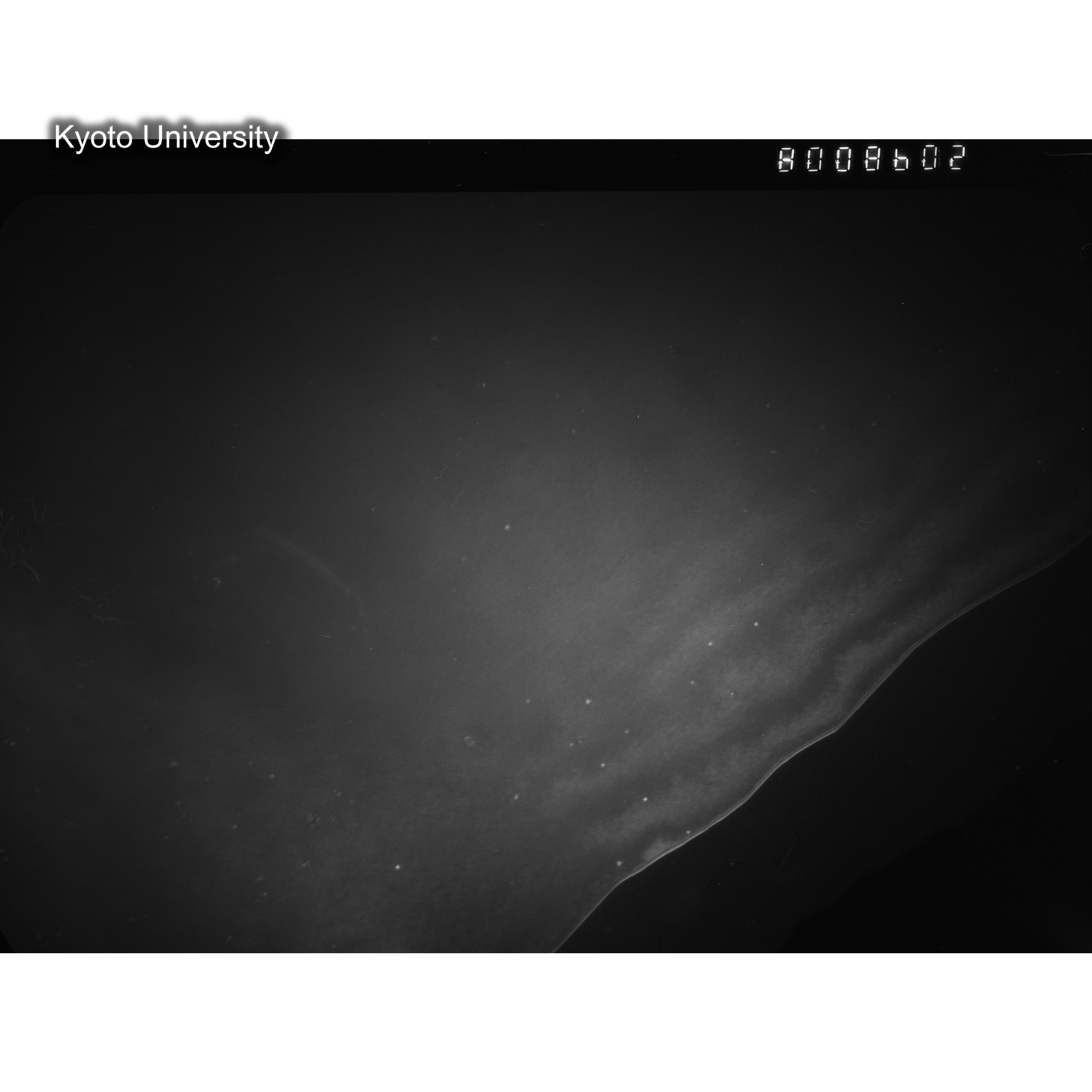 [ネガフィルム, Oシリーズ] O-8602. Au, J784松井, RTNS-II, S, DF. (2)