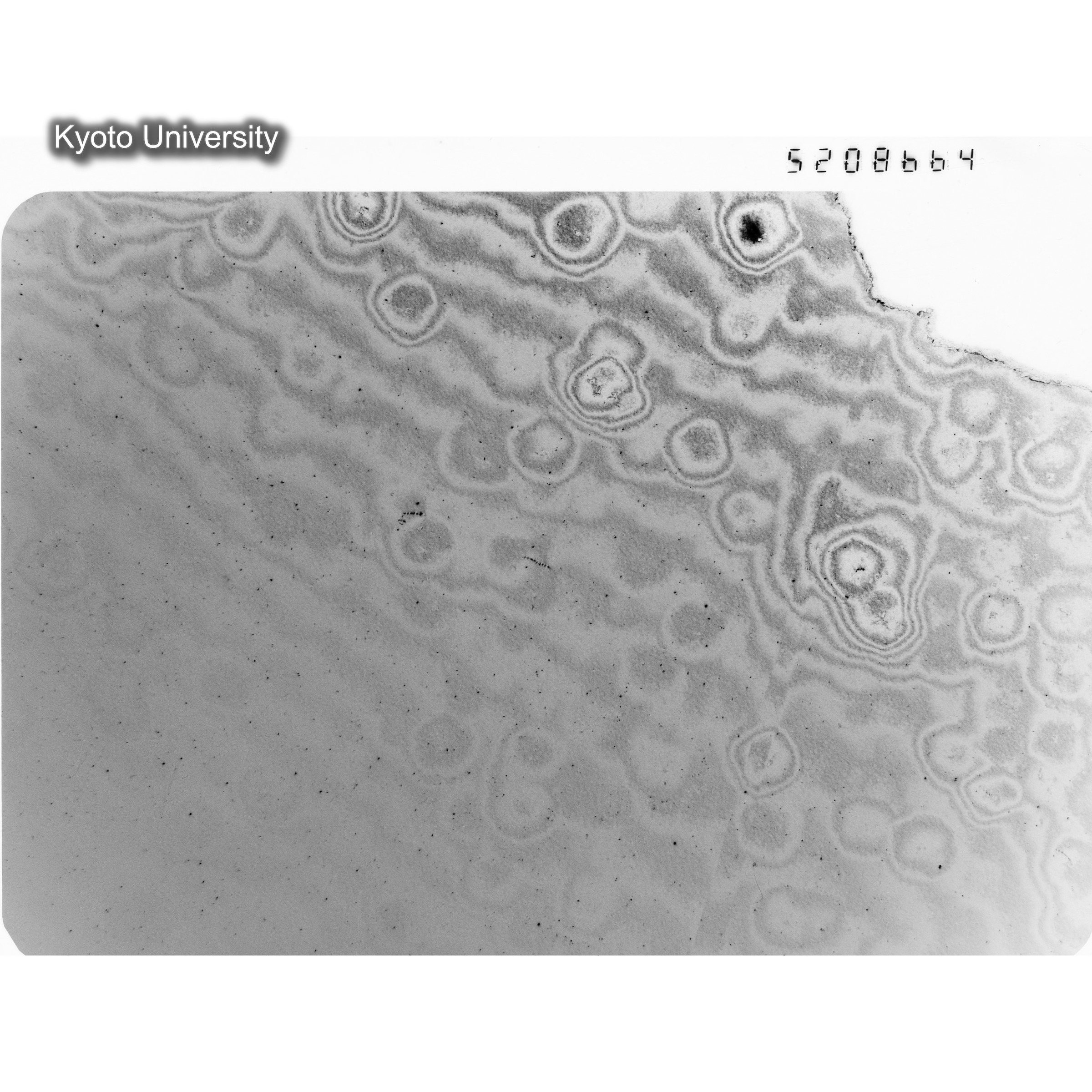 [ネガフィルム, Oシリーズ] O-8664. Ni, A726木下, RTNS-II, M, DF. (1)