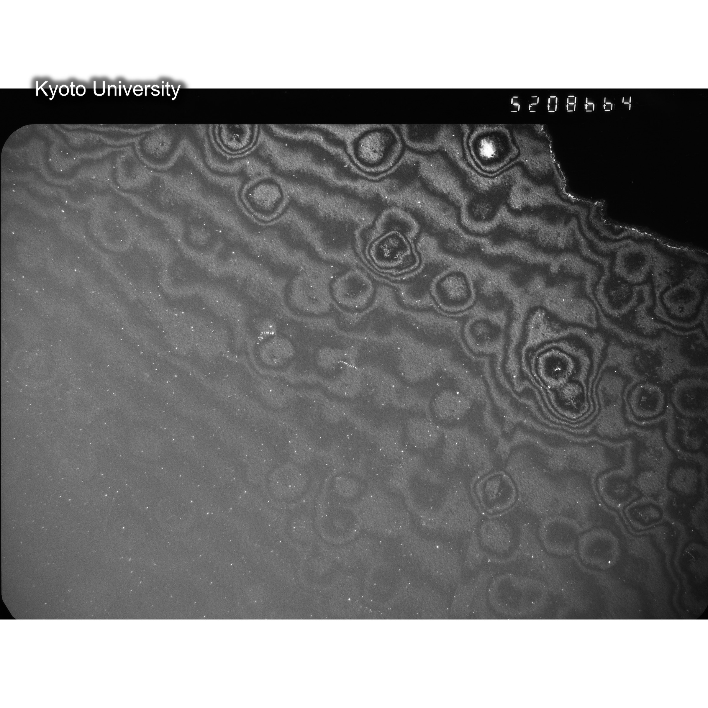 [ネガフィルム, Oシリーズ] O-8664. Ni, A726木下, RTNS-II, M, DF. (2)