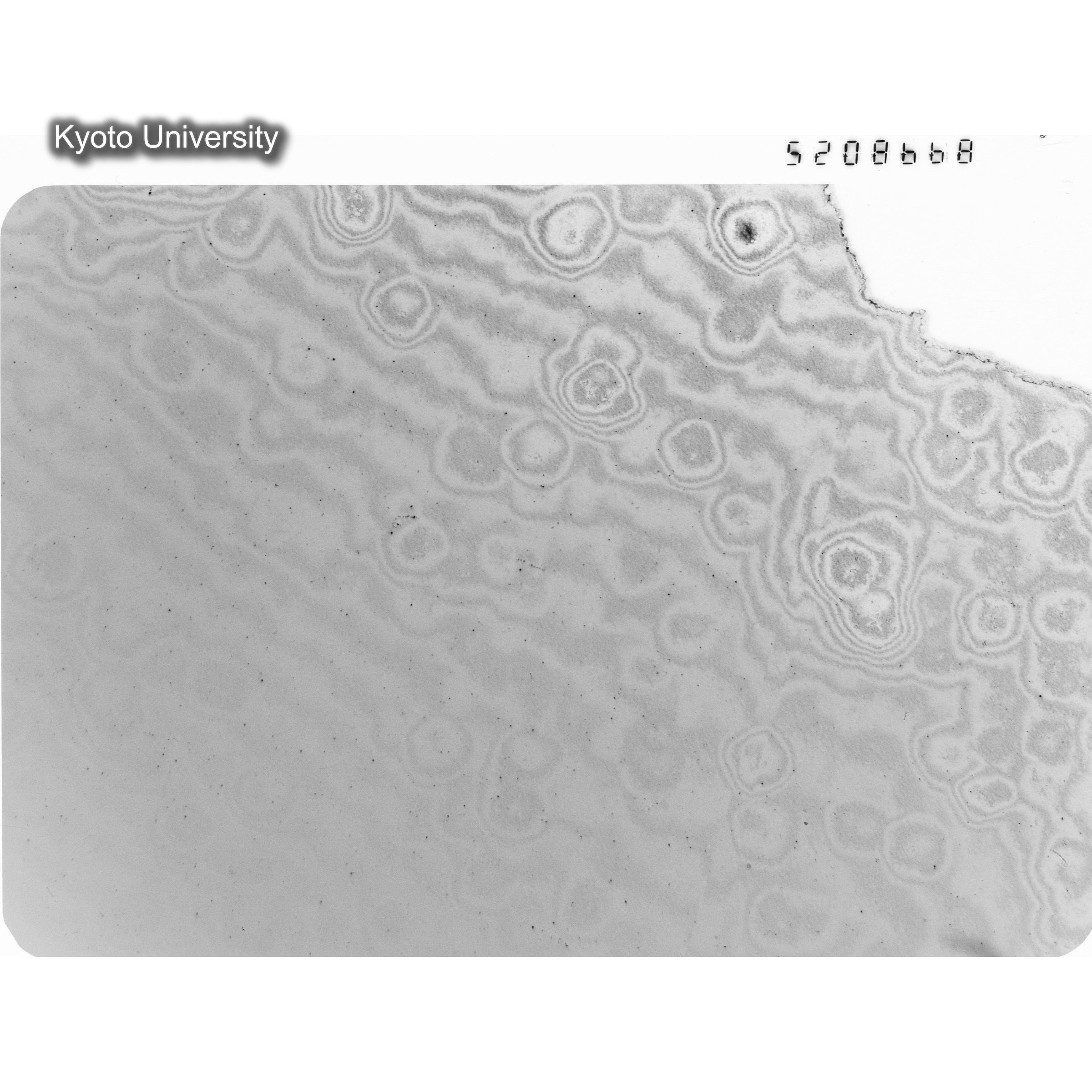 [ネガフィルム, Oシリーズ] O-8668. Ni, A726木下, RTNS-II, M, DF. (1)