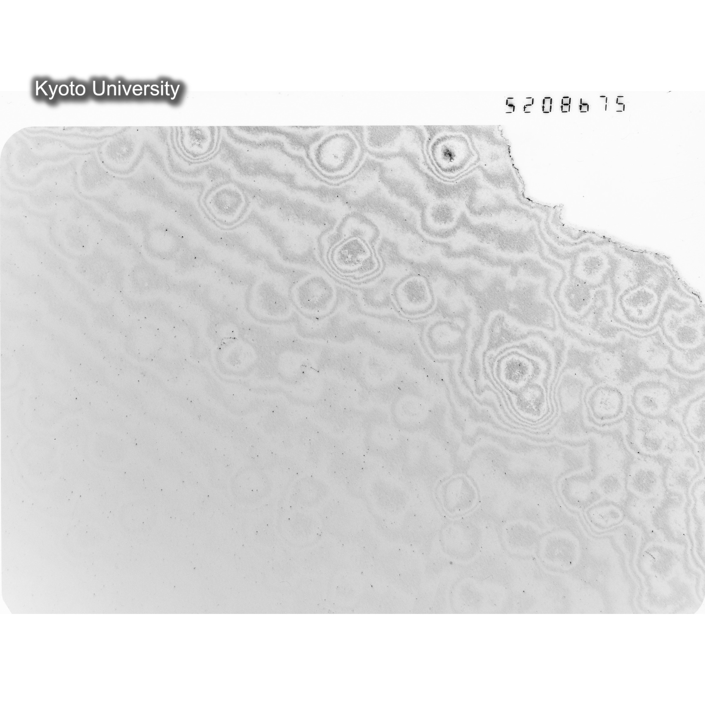 [ネガフィルム, Oシリーズ] O-8675. Ni, A726木下, RTNS-II, M, DF. (1)