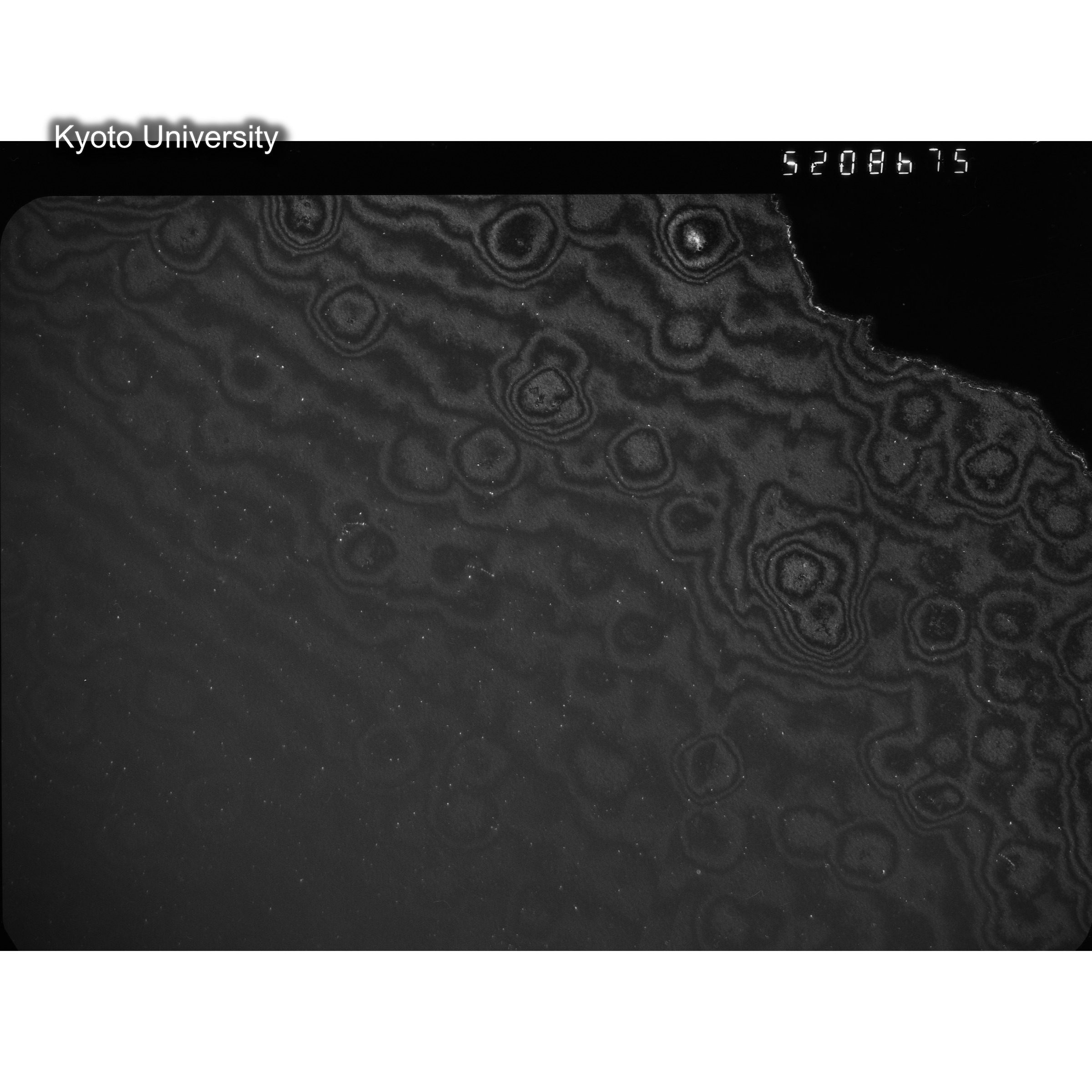 [ネガフィルム, Oシリーズ] O-8675. Ni, A726木下, RTNS-II, M, DF. (2)