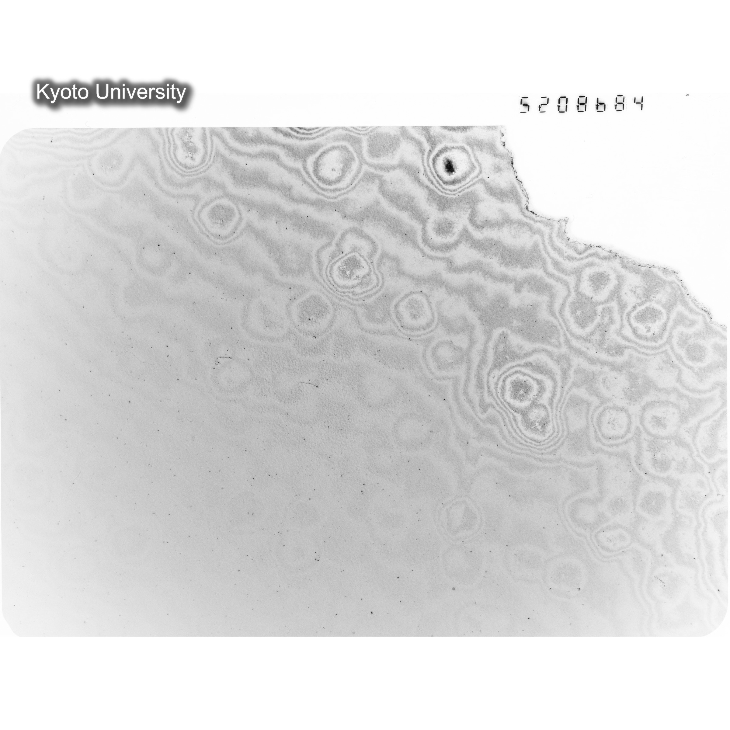 [ネガフィルム, Oシリーズ] O-8684. Ni, A726木下, RTNS-II, M, DF. (1)