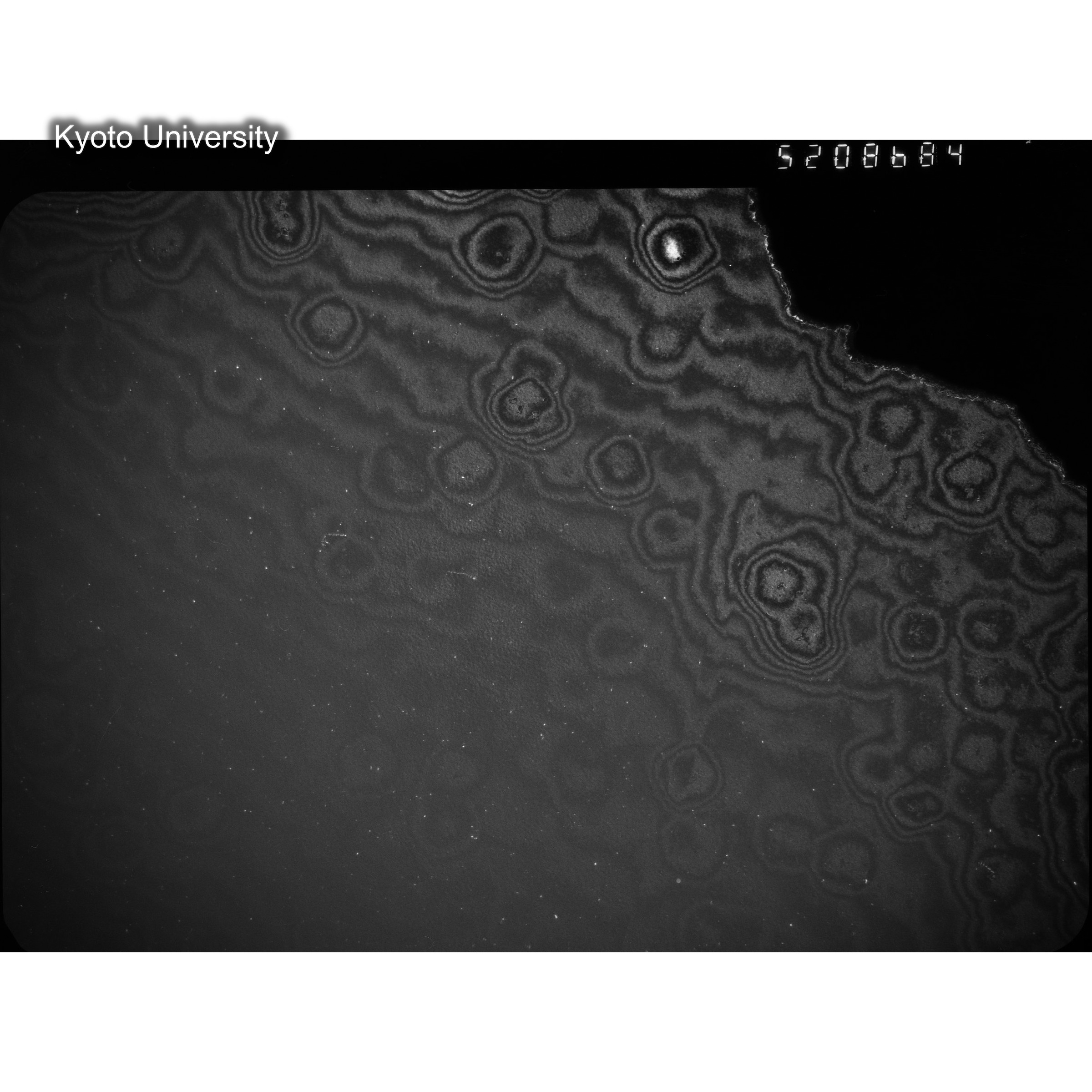 [ネガフィルム, Oシリーズ] O-8684. Ni, A726木下, RTNS-II, M, DF. (2)