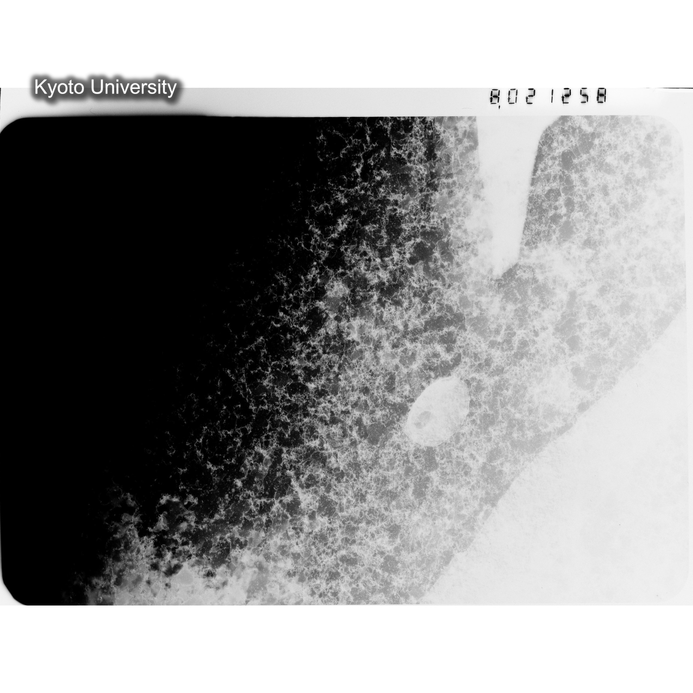 [ネガフィルム, Oシリーズ] O-21258. Au, G281, RTNS-II, 90℃, W. (1)