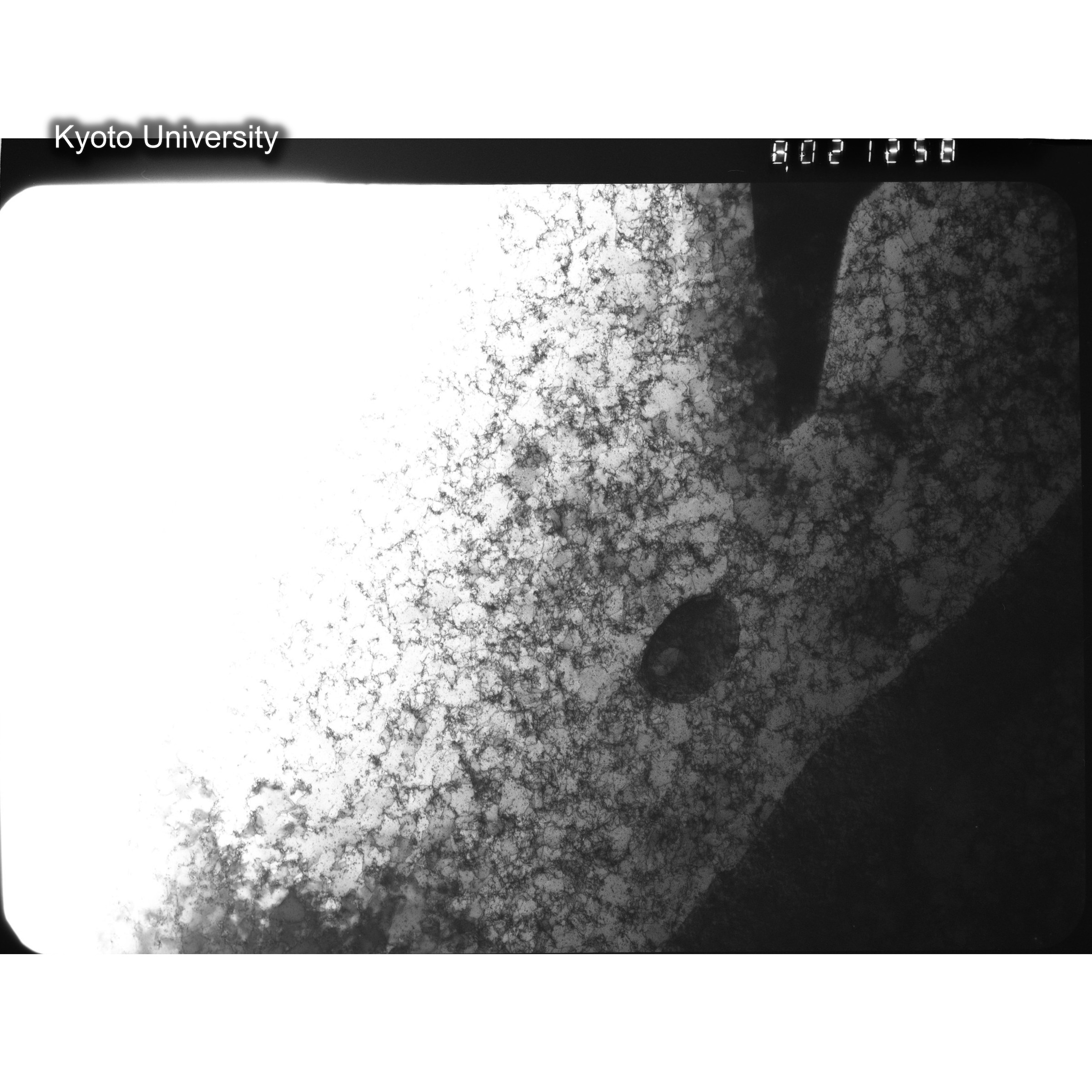 [ネガフィルム, Oシリーズ] O-21258. Au, G281, RTNS-II, 90℃, W. (2)