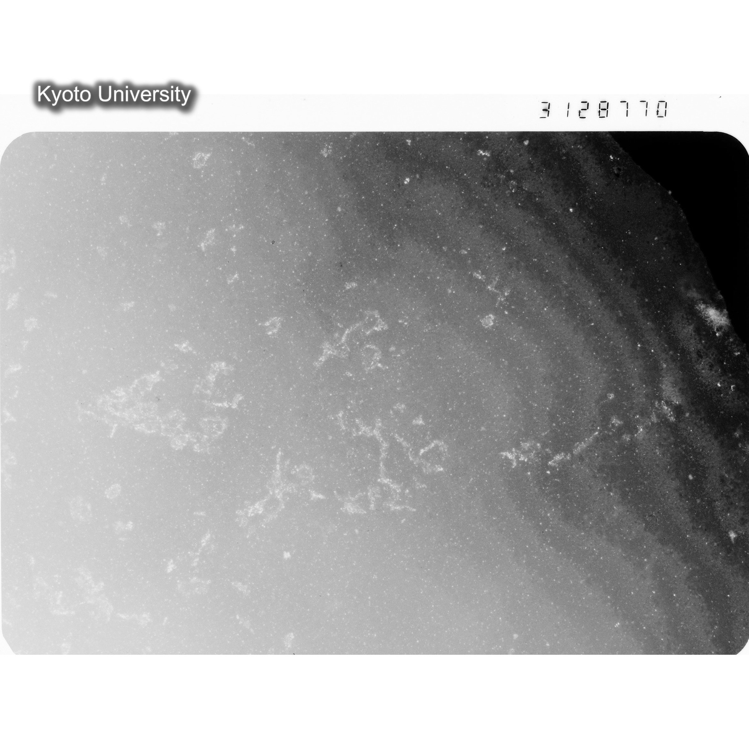 [ネガフィルム, Oシリーズ] O-28770. Ni, B171, 200℃, SSS, BF, 31K. (1)