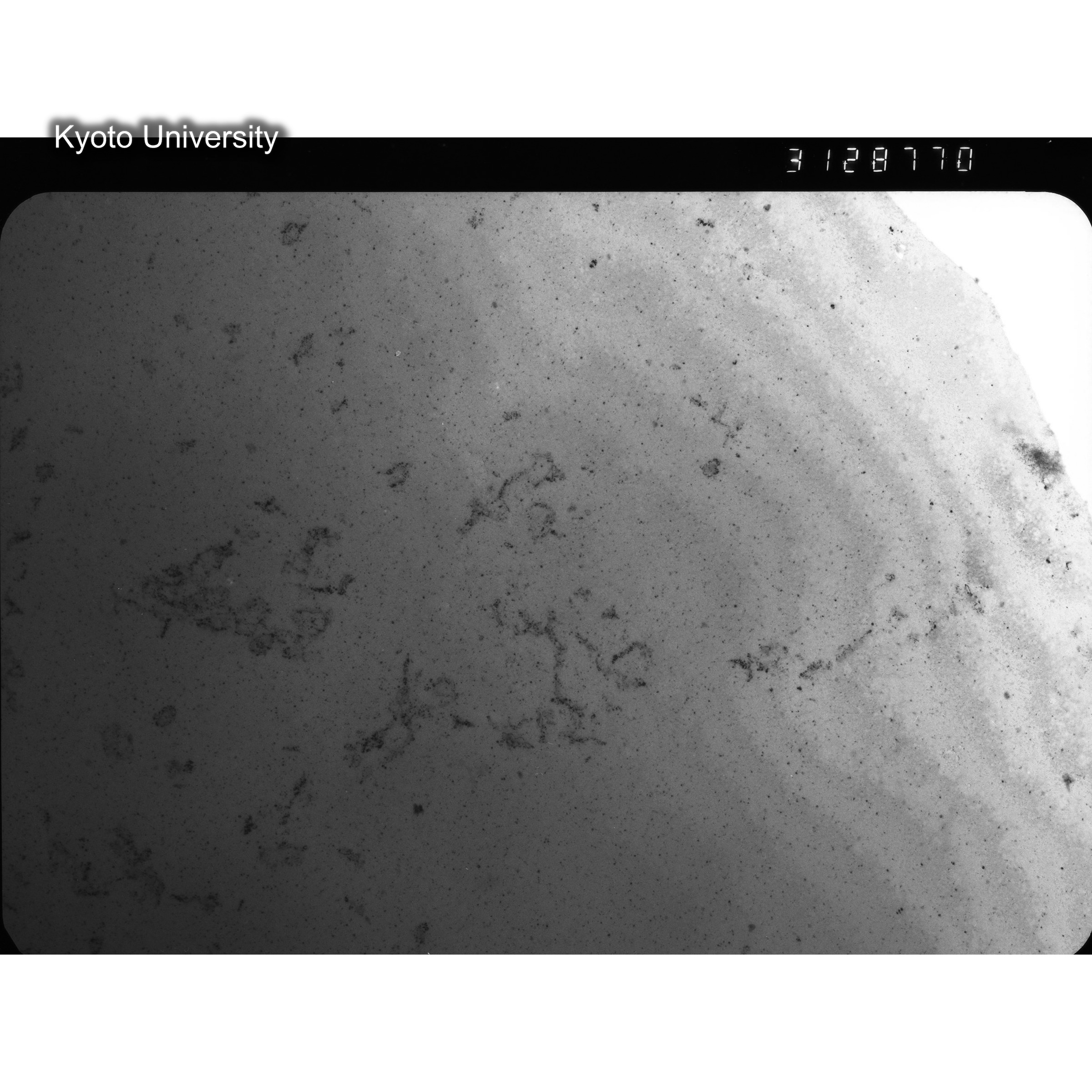 [ネガフィルム, Oシリーズ] O-28770. Ni, B171, 200℃, SSS, BF, 31K. (2)