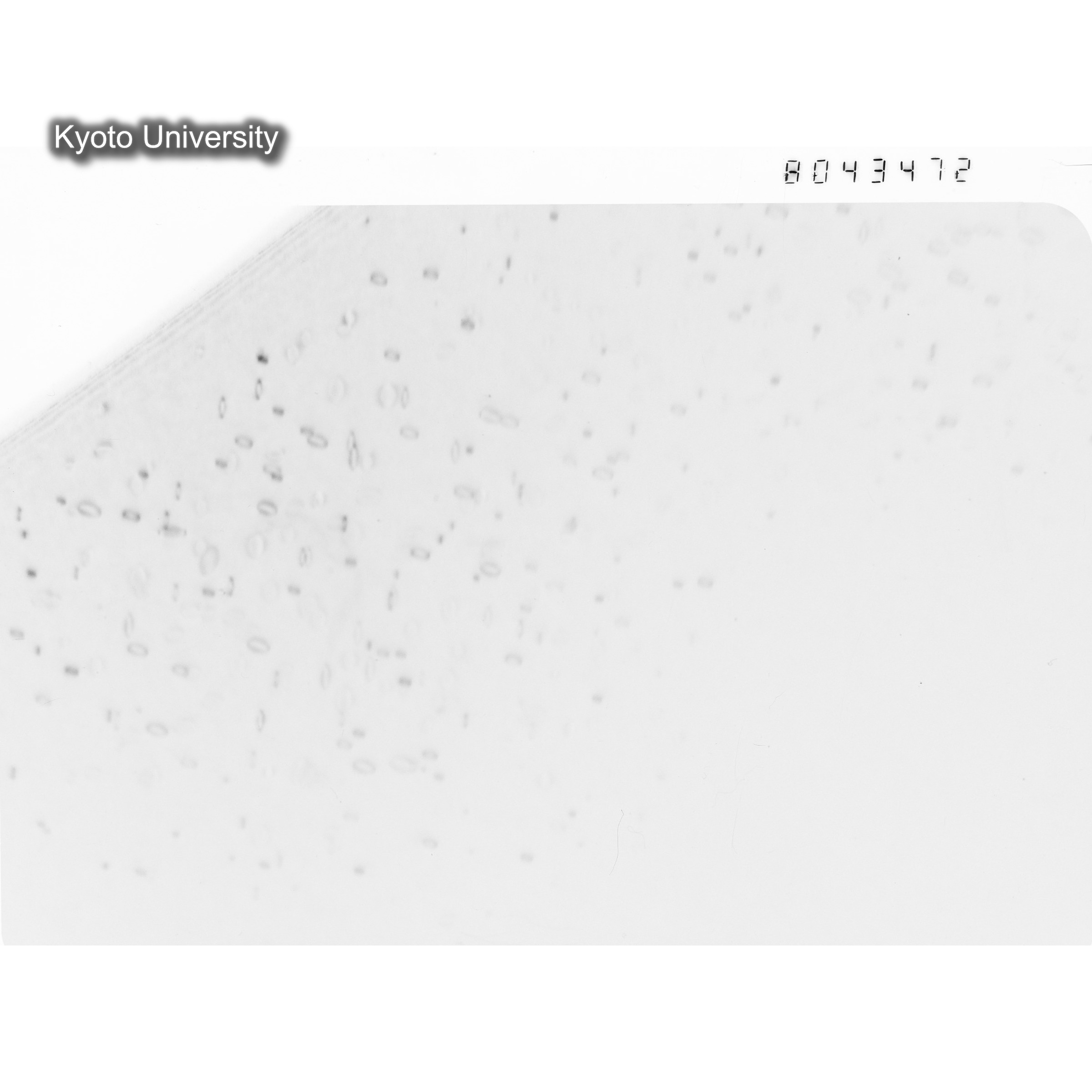 [ネガフィルム, Oシリーズ] O-43472. Al, V501　last, RTNS-II, RT, SS. (1)