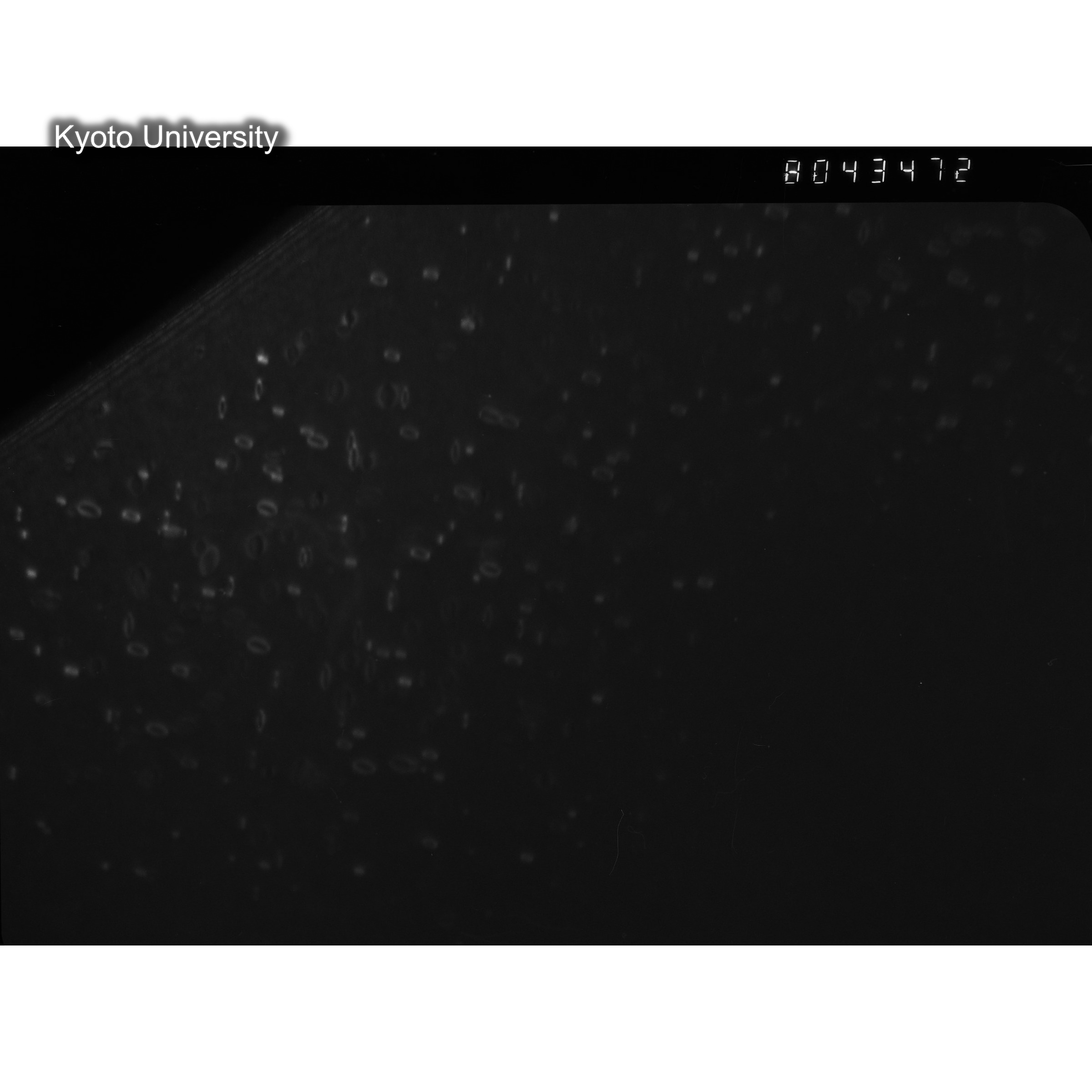 [ネガフィルム, Oシリーズ] O-43472. Al, V501　last, RTNS-II, RT, SS. (2)