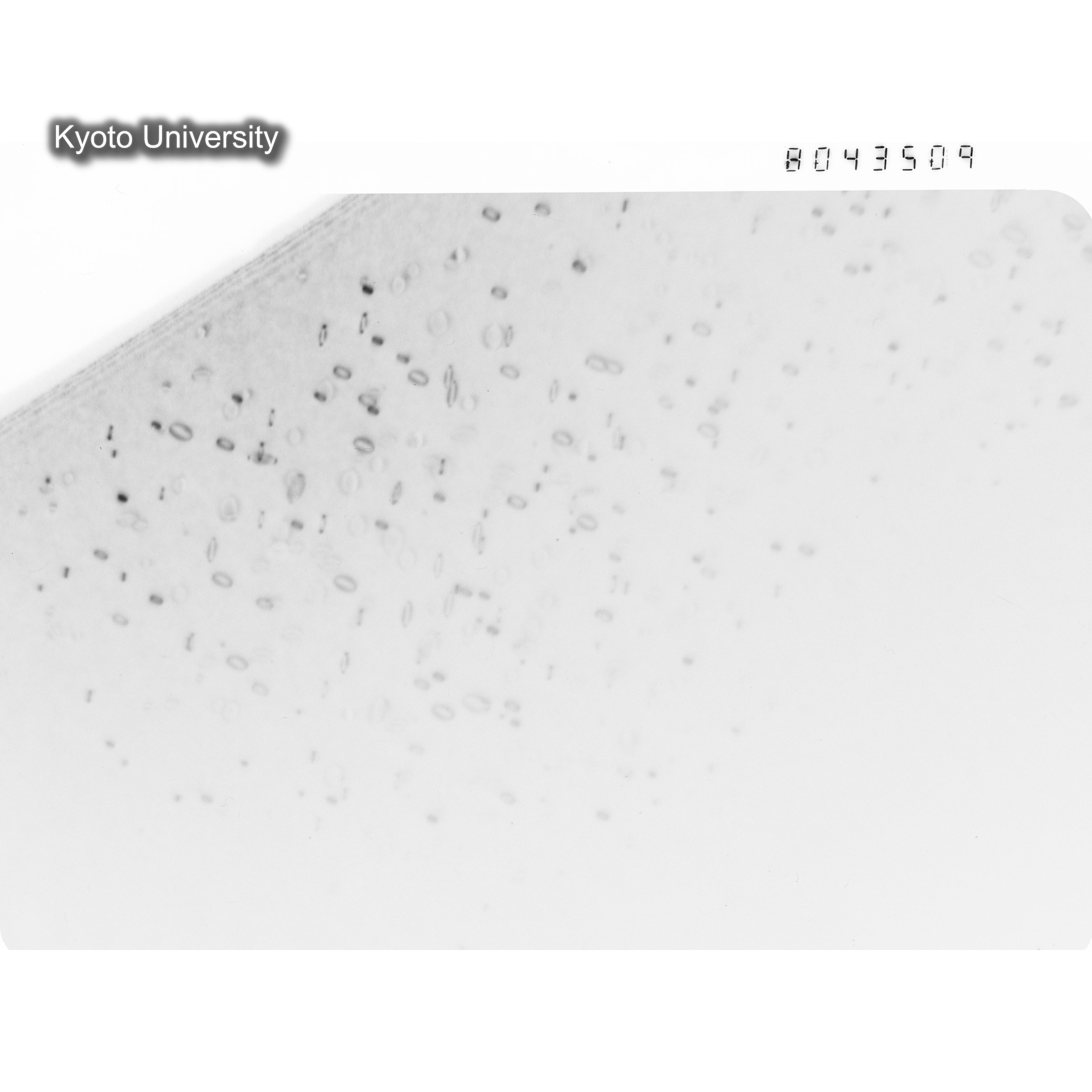 [ネガフィルム, Oシリーズ] O-43509. Al, V501　last, RTNS-II, RT, SS. (1)