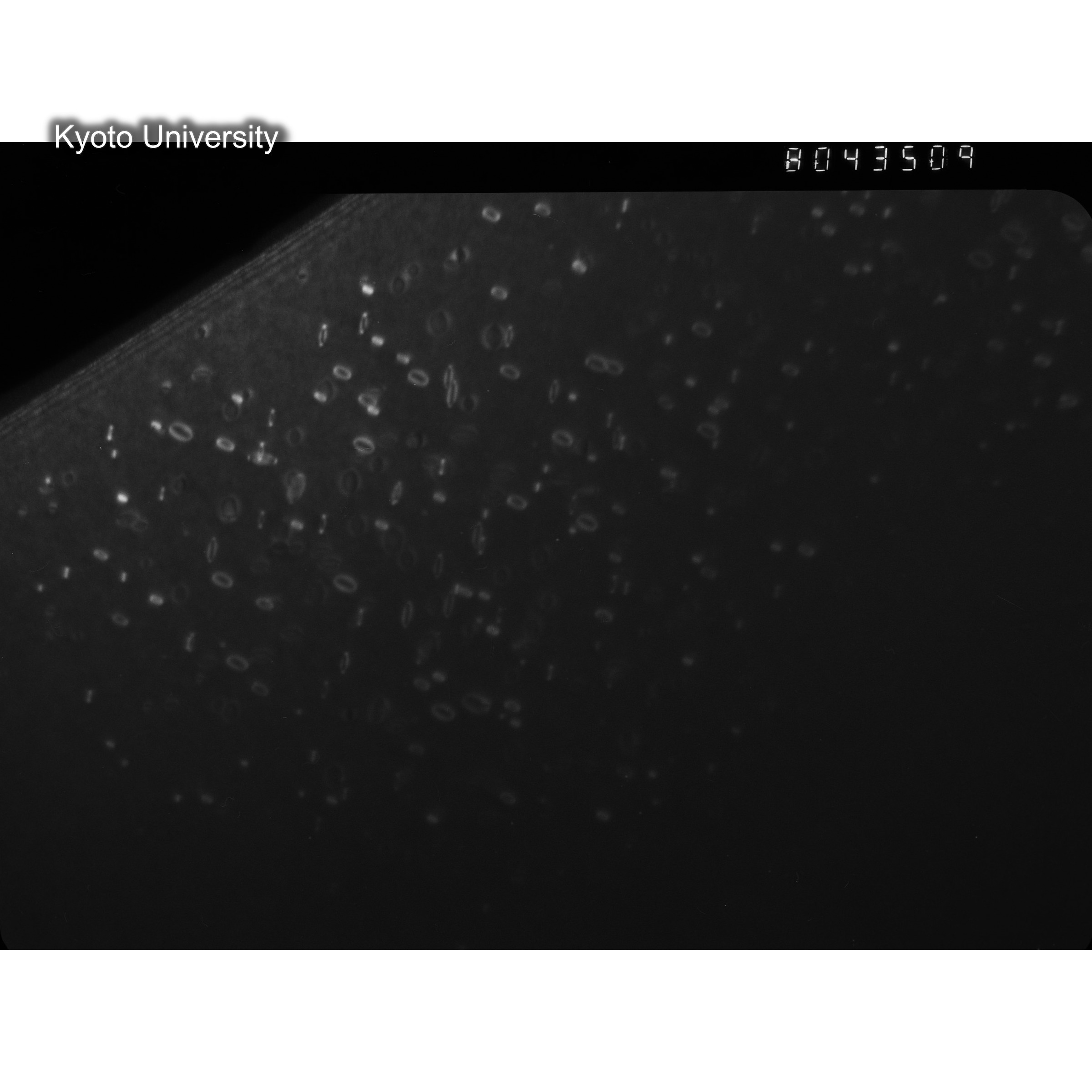 [ネガフィルム, Oシリーズ] O-43509. Al, V501　last, RTNS-II, RT, SS. (2)