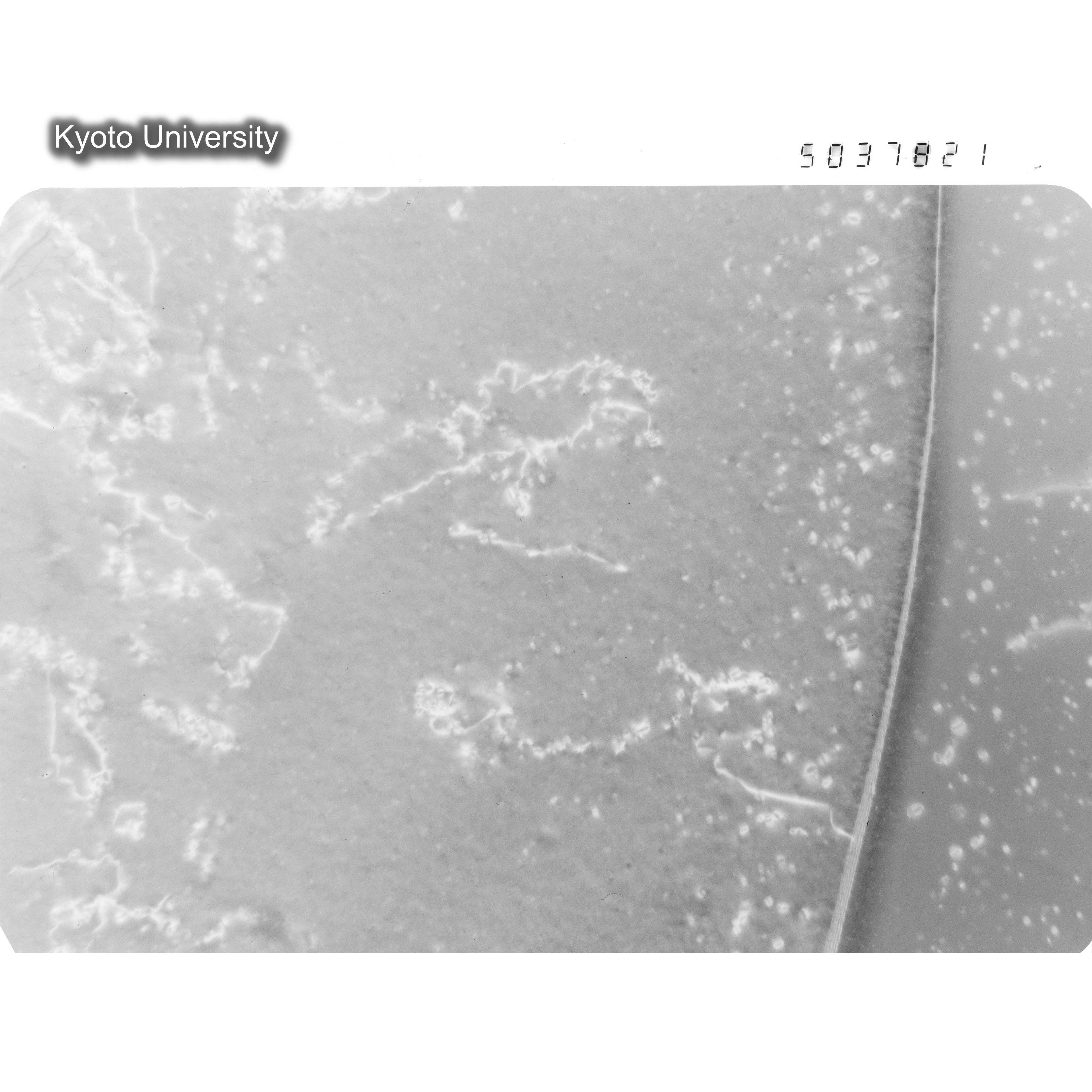 [ネガフィルム, Lシリーズ] L-37821. Ni, JMTRuncontrolled, 300℃. (1)