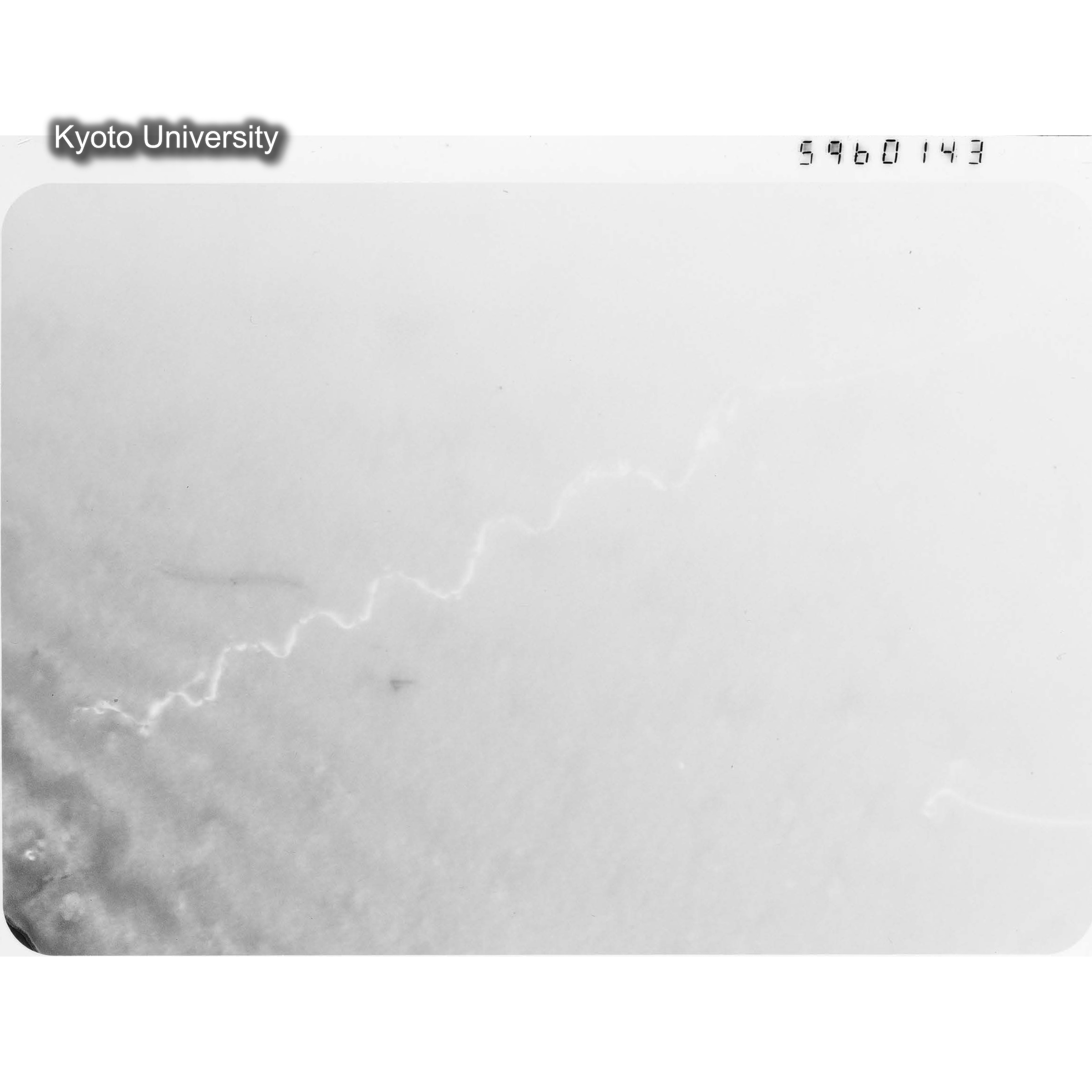 [ネガフィルム, Lシリーズ] L-60143. Ni, A116, RTNS-II, 290℃(Hin), M, BF. (1)