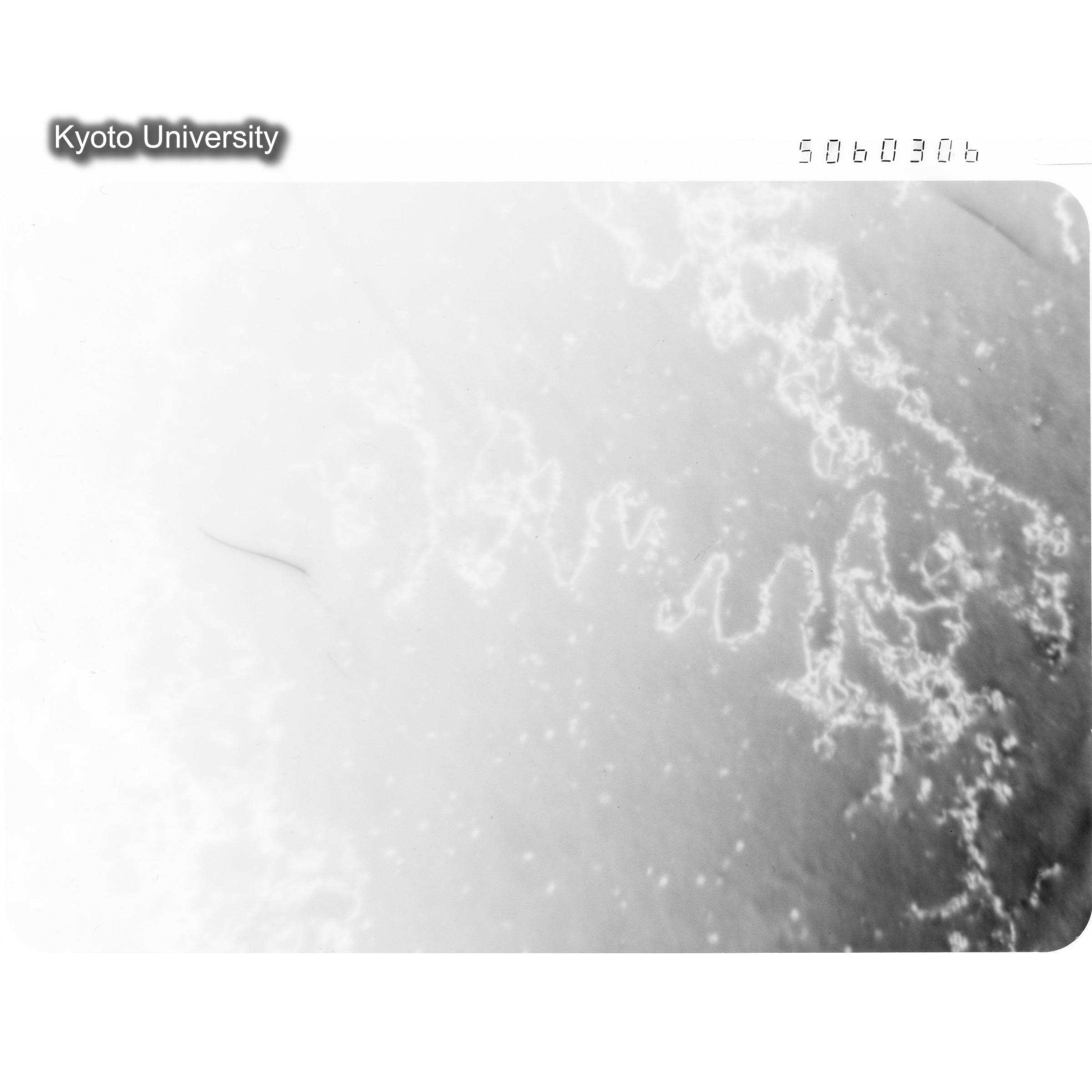 [ネガフィルム, Lシリーズ] L-60306. Ni, RTNS-II, 290℃, SS. (1)