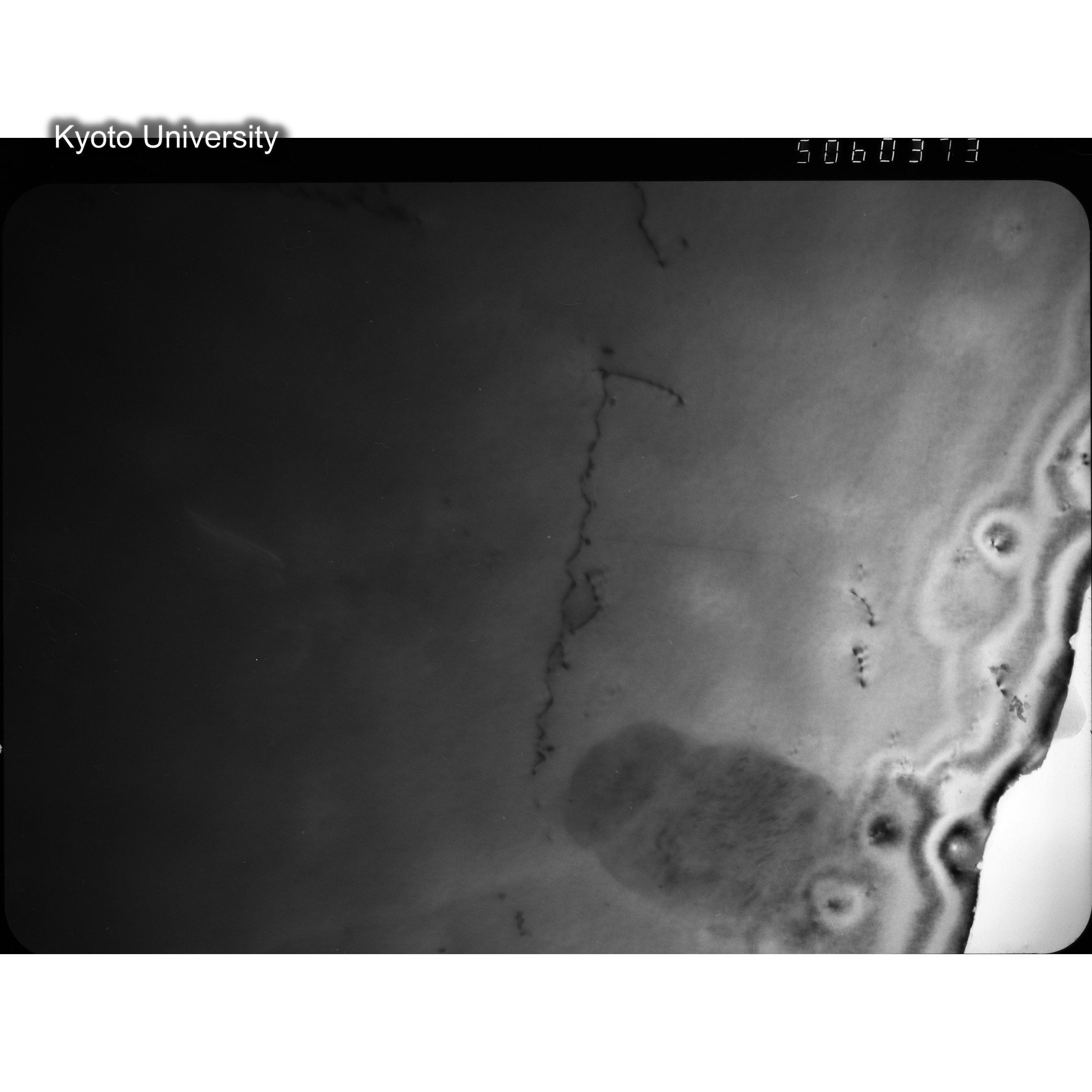 [ネガフィルム, Lシリーズ] L-60373. Ni, RTNS-II, 290℃(Hin), W. (2)