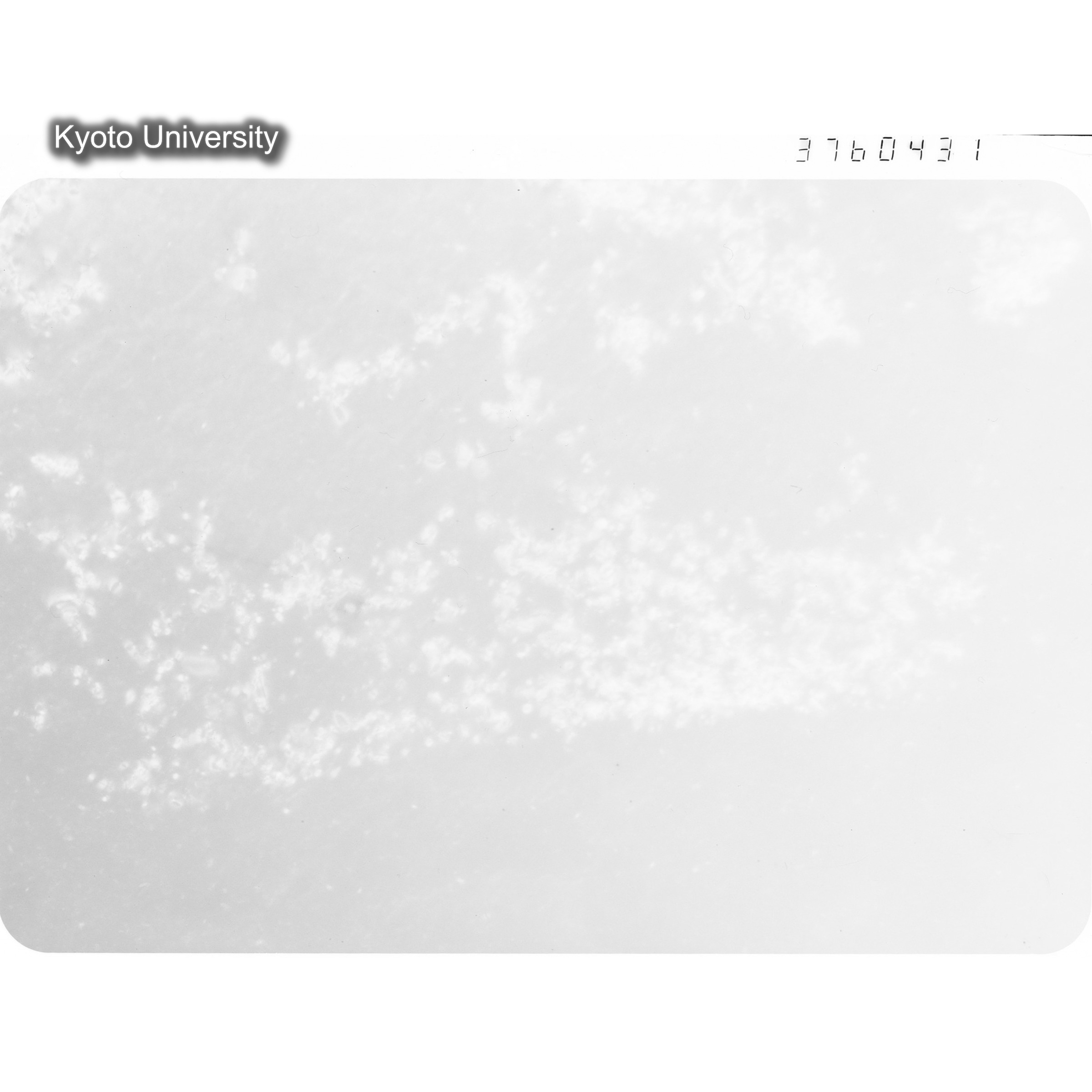 [ネガフィルム, Lシリーズ] L-60431. Ni-2Cu, RTNS-II, 290(Hin), SS, BF. (1)