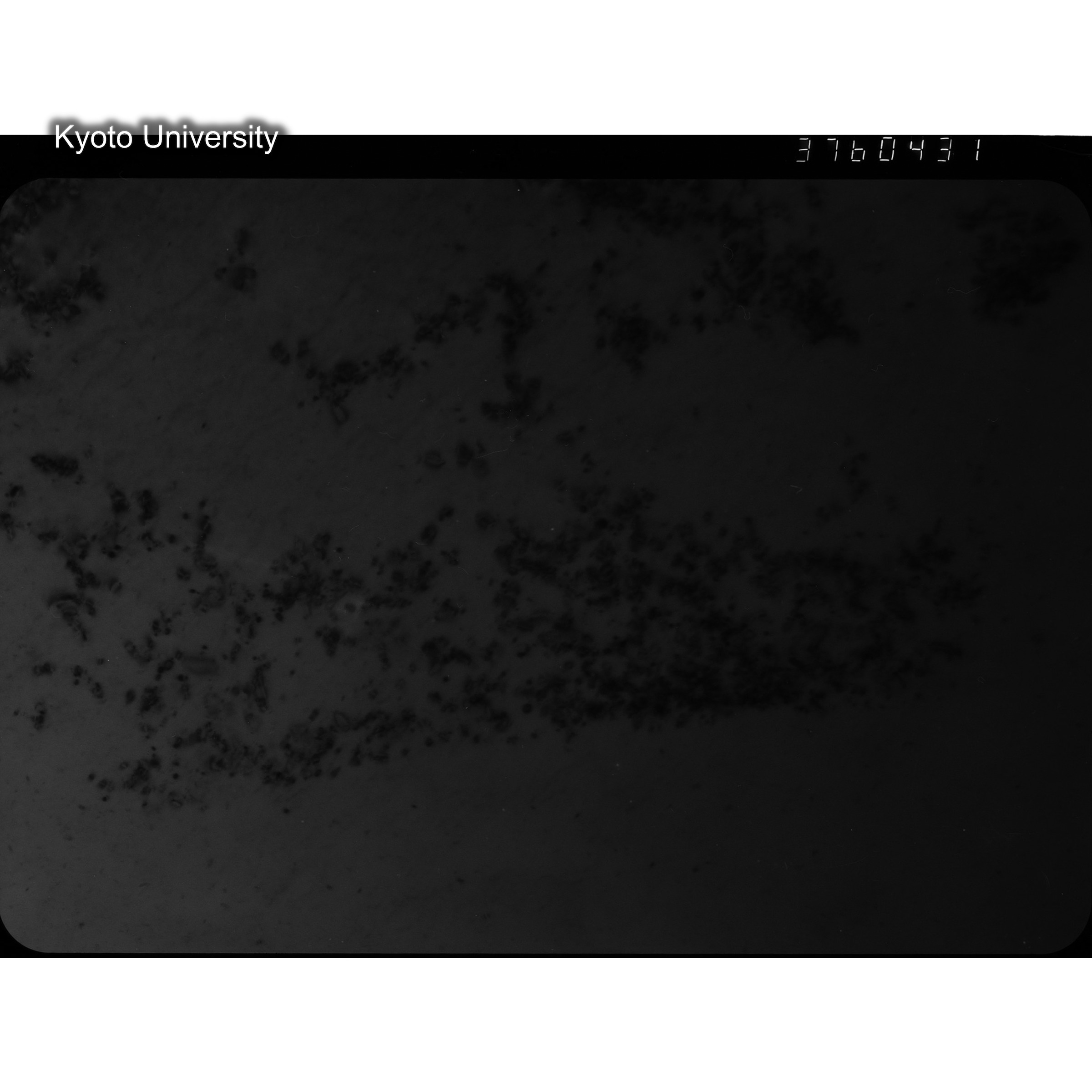 [ネガフィルム, Lシリーズ] L-60431. Ni-2Cu, RTNS-II, 290(Hin), SS, BF. (2)