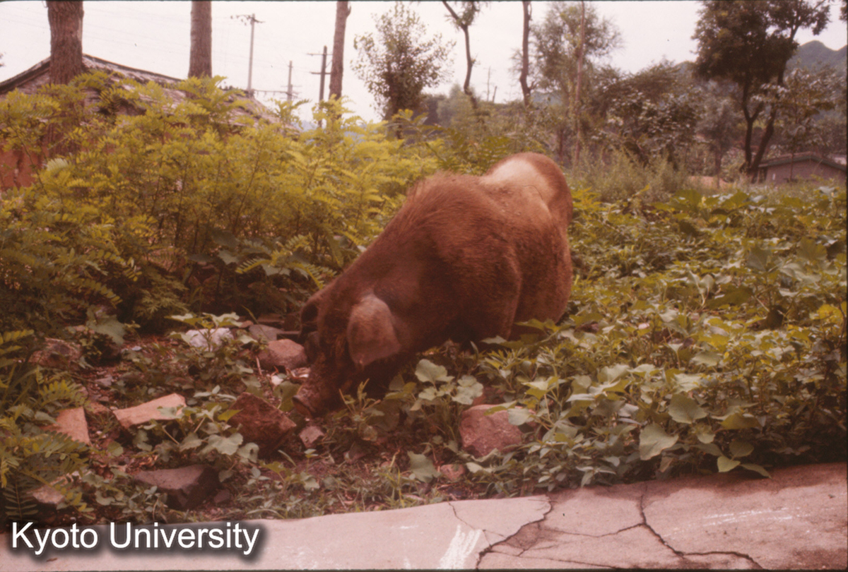 43_居庸関付近の猪（ブタ） (1)
