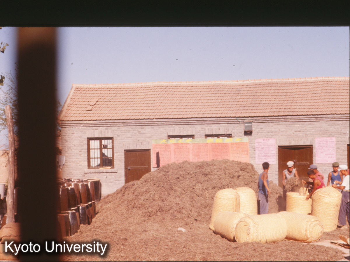 158_大同北村生産大隊 薬草の作業中 (1)