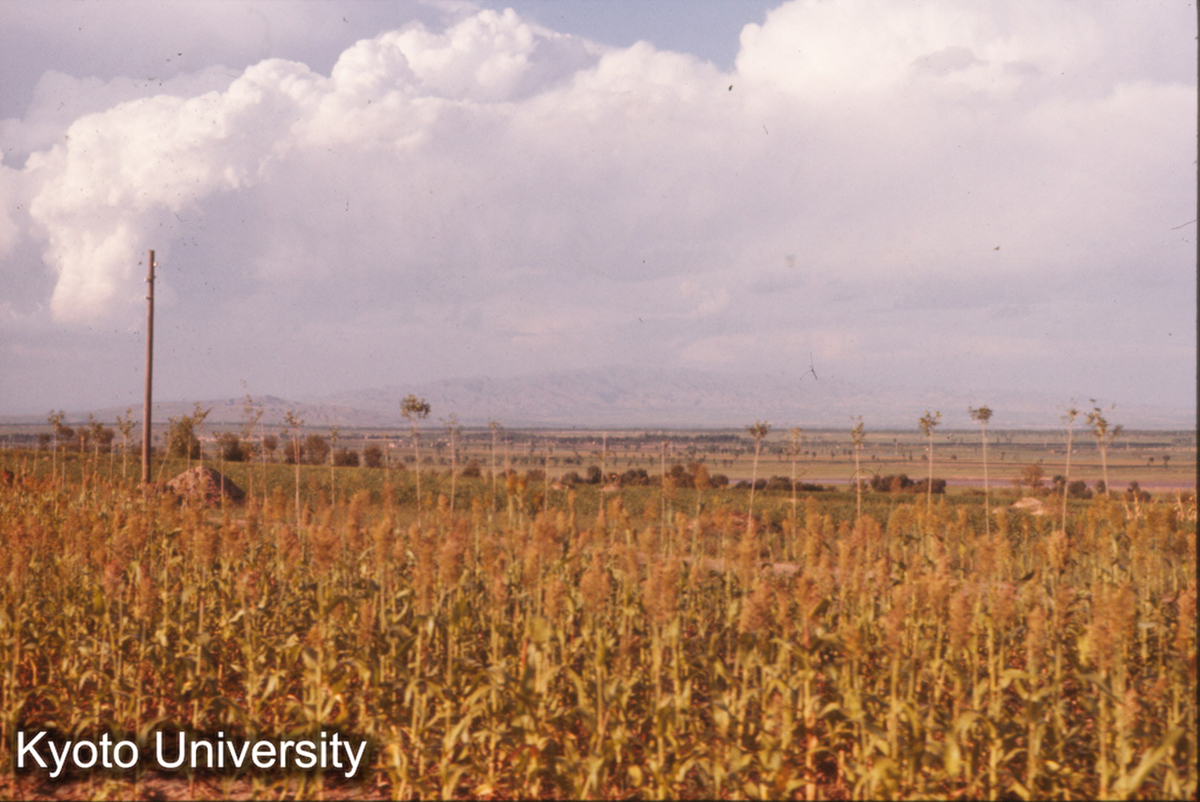 166_大同 北村生産大隊　菜畑 (1)