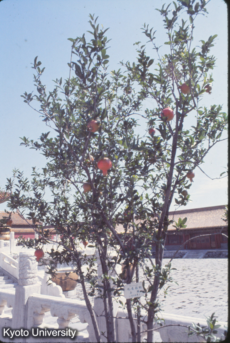 65_乾清宮前殿 石榴 (1)