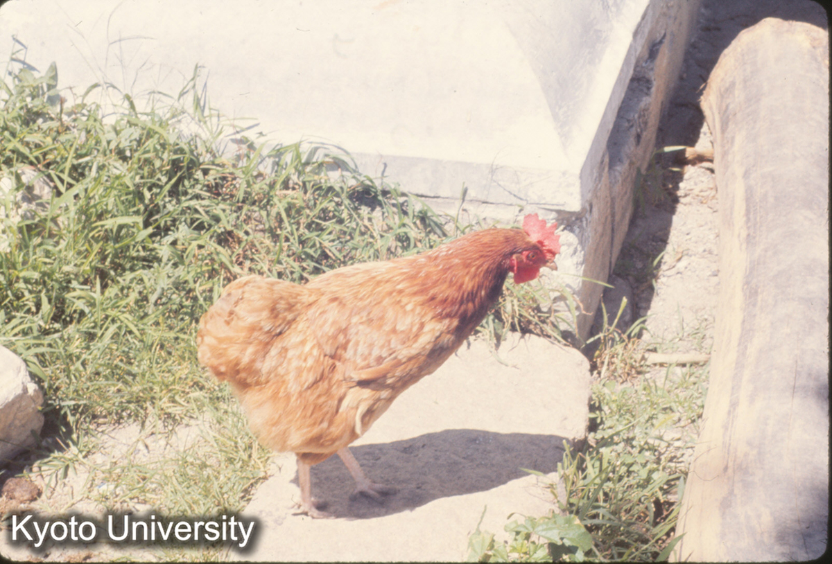 357_居庸関付近の鶏 (1)