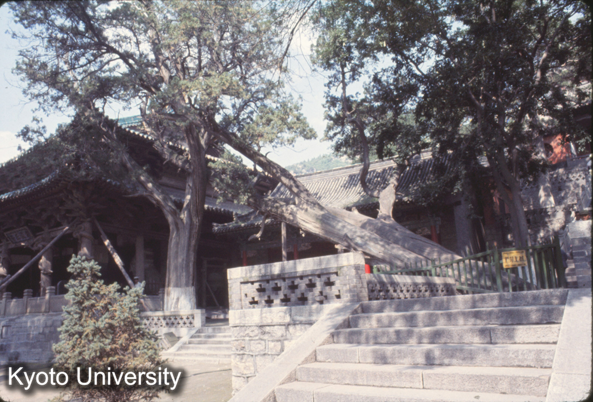 536_晋祠 樹齢三千年的松_77 (1)