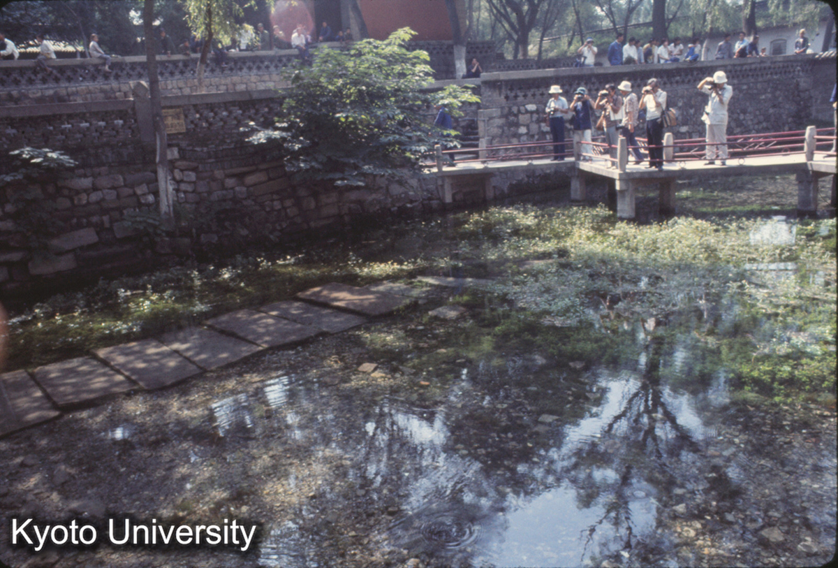539_晋祠 池（草魚） (1)