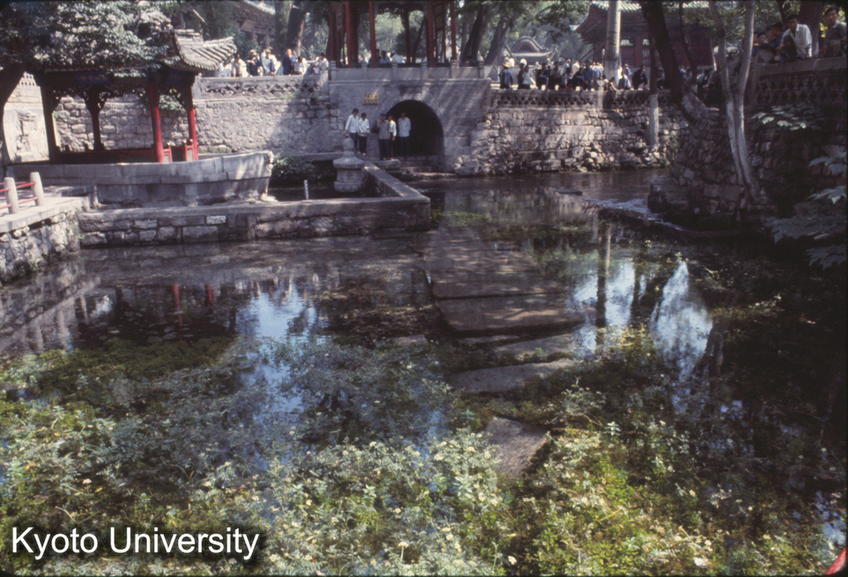540_晋祠 池（草魚） (1)