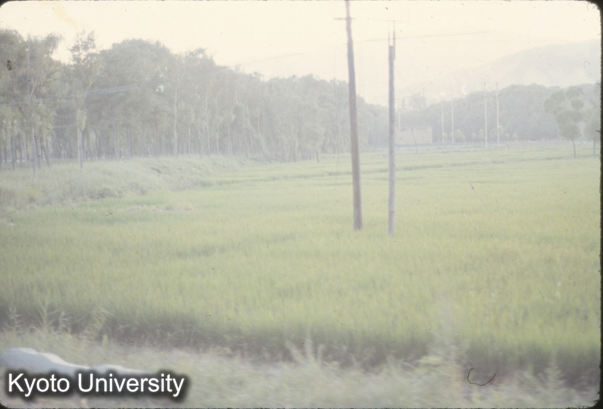 583_太原 水田 (1)