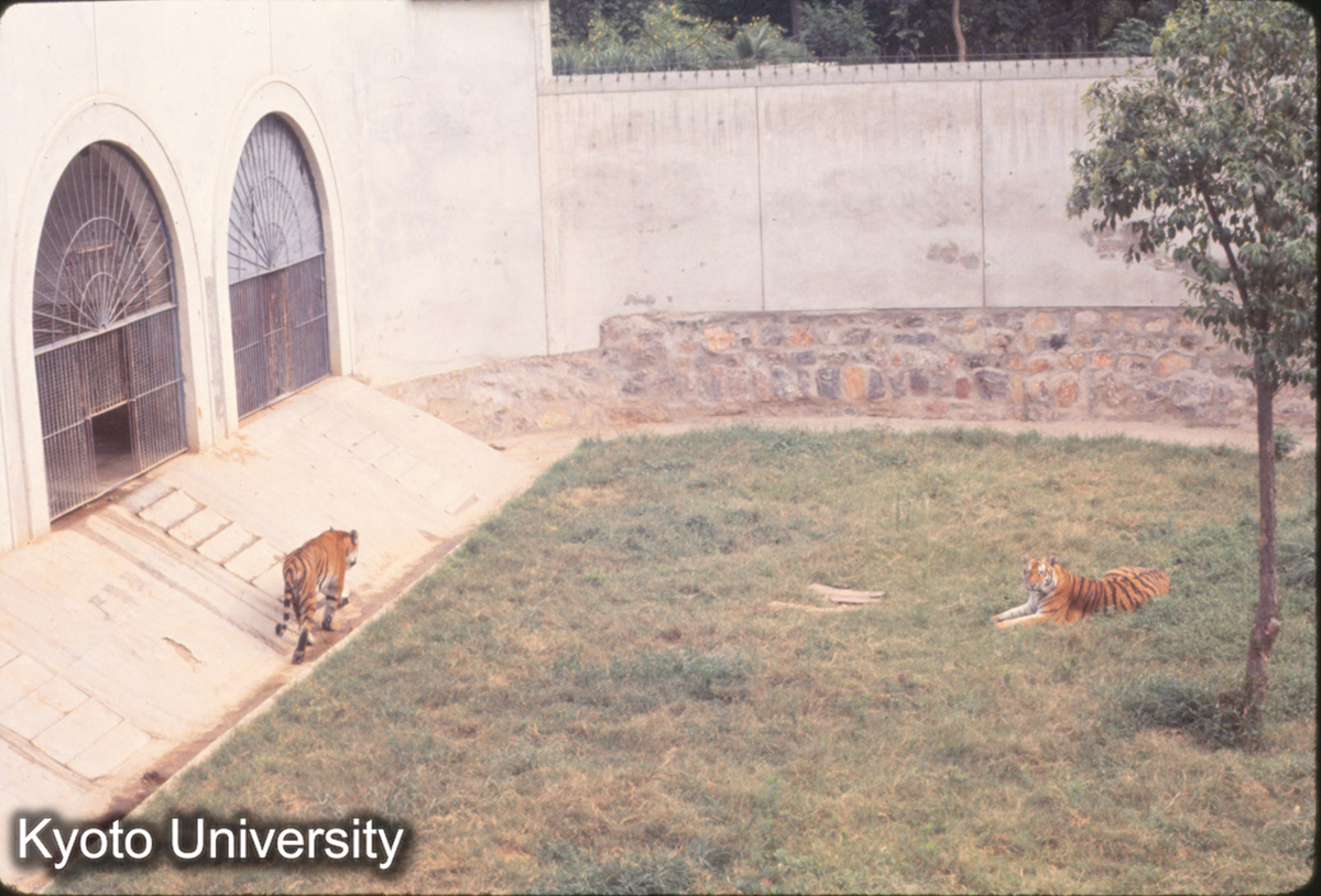 789_洛陽 労働人民公園（旧王城公園）動物園 虎 (1)