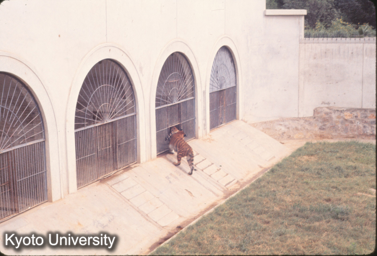 790_洛陽 労働人民公園 虎 (1)