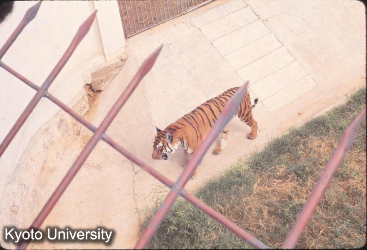 791_洛陽 労働人民公園 虎 (1)