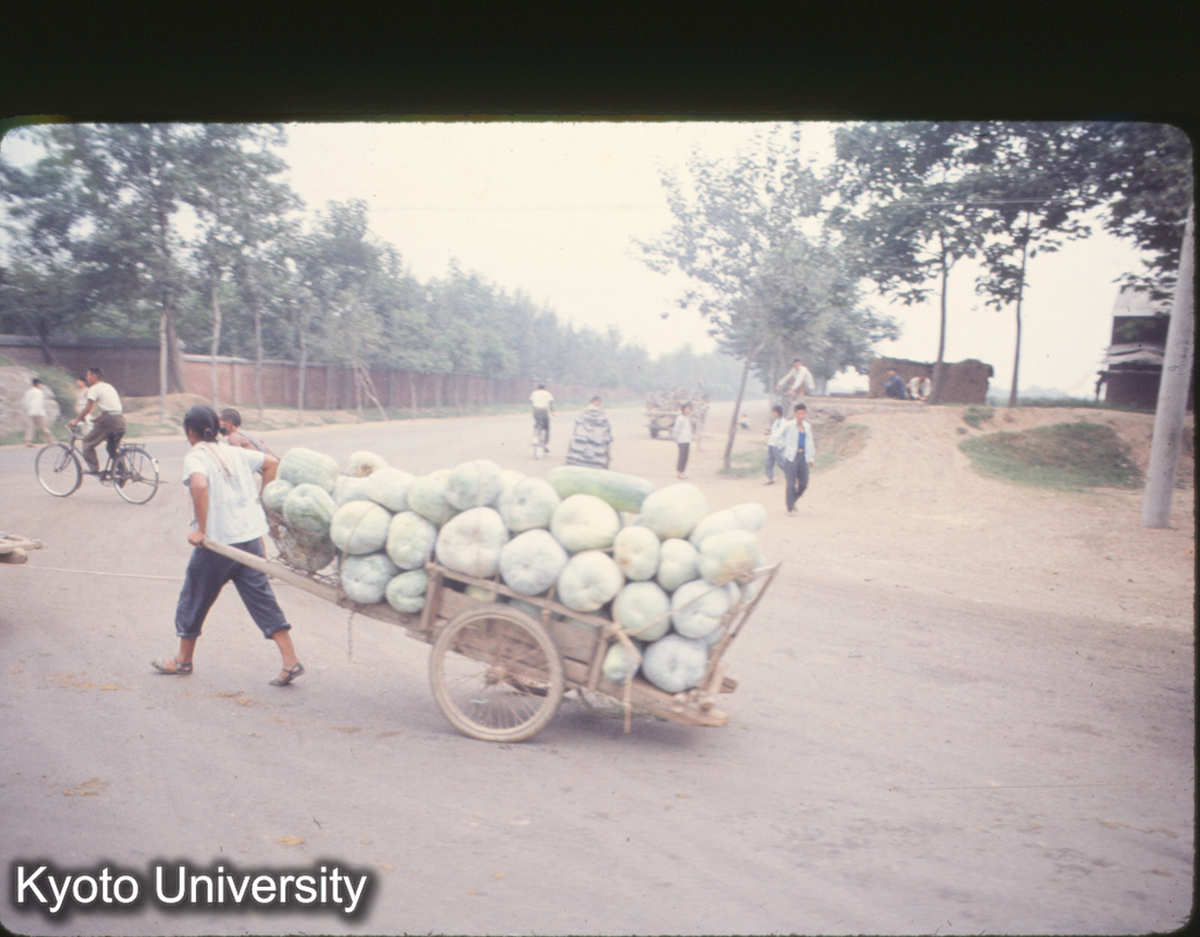 837_洛陽（龍門往路）とうがん (1)