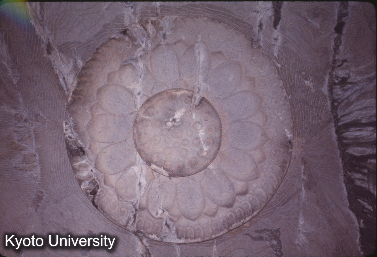 888_龍門 蓮花洞 天蓋 (1)