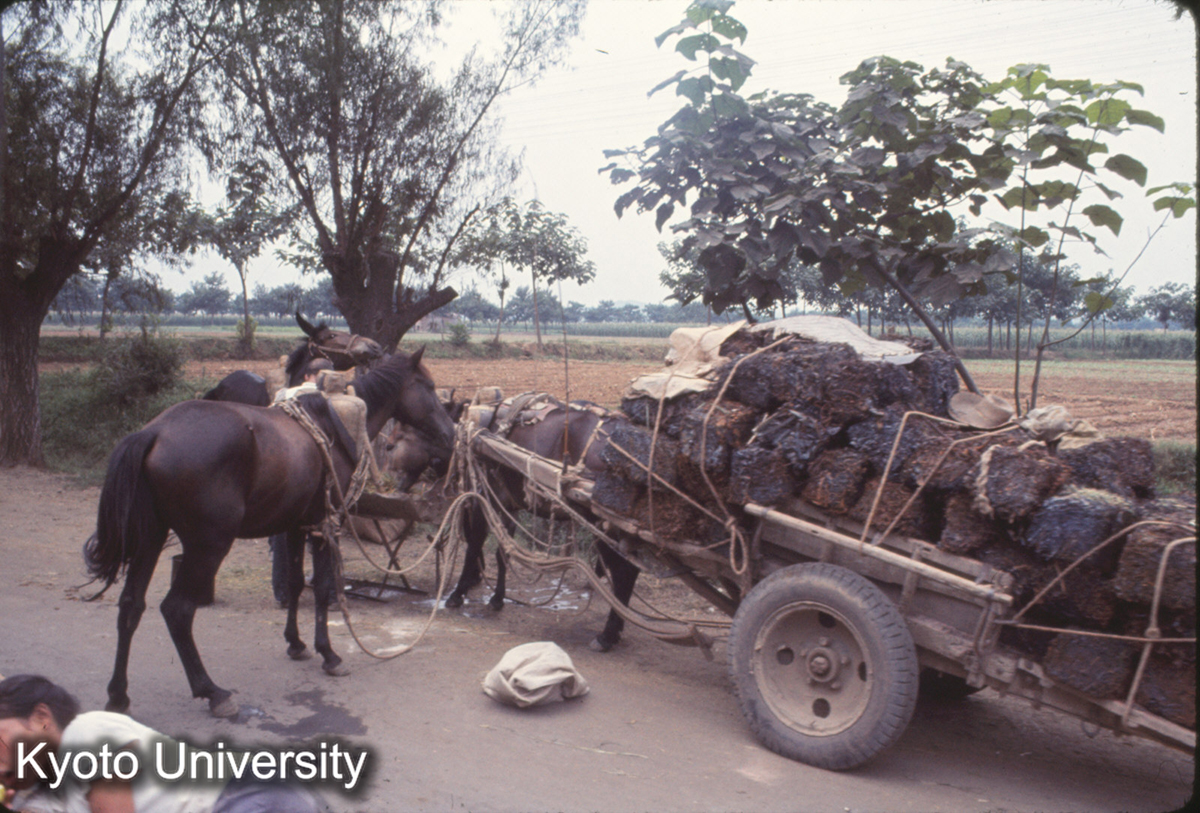 935_洛陽（龍門帰路） (1)