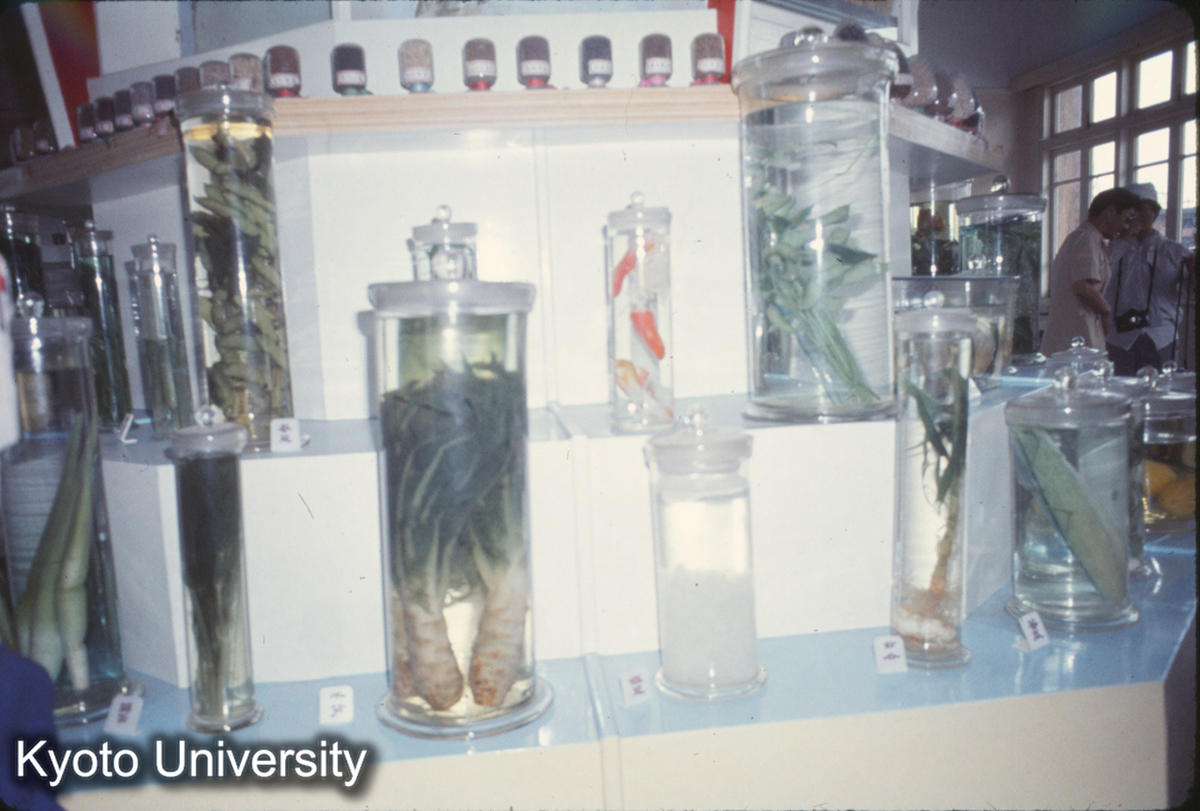 1028_上海 虹橋人民公社 作物展示 (1)