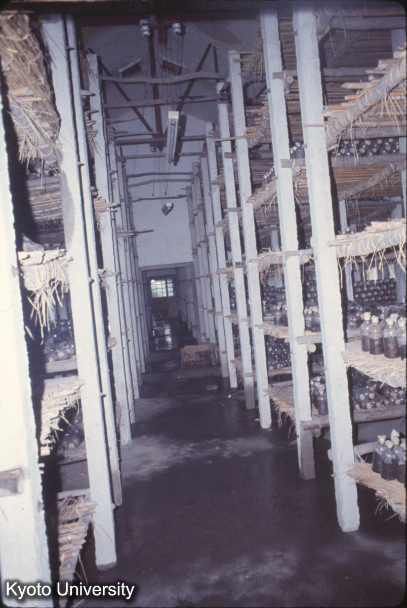 1031_上海 虹橋人民公社 マッシュルーム棚 (1)