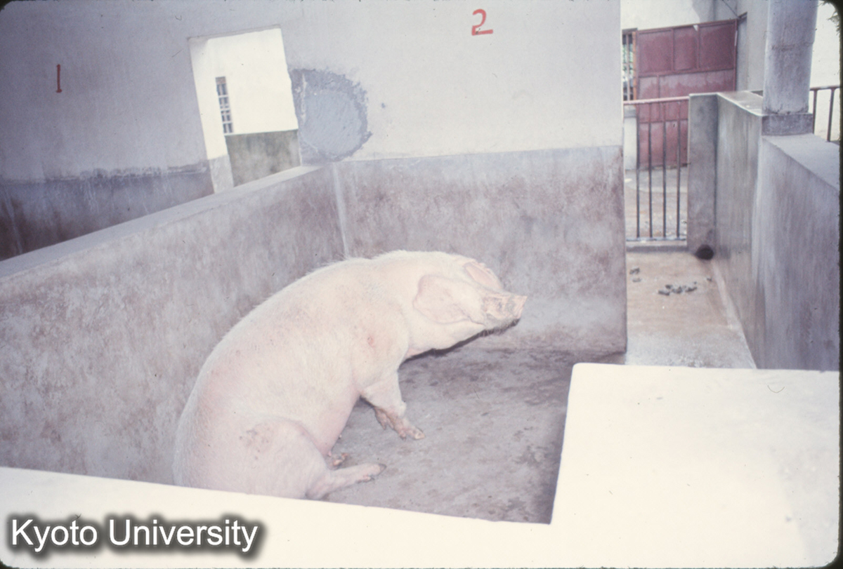 1032_上海 虹橋人民公社 豚 (1)